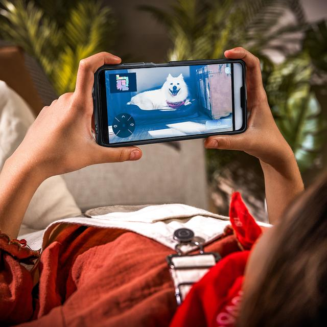 Bir kişi, köpek yatağında beyaz bir köpeği gösteren bir akıllı telefon tutuyor.