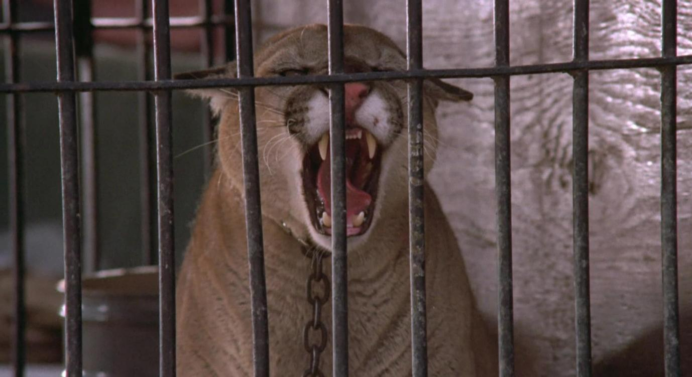 Ein Puma mit offenem Maul und scharfen Zähnen hinter Gitterstäben.