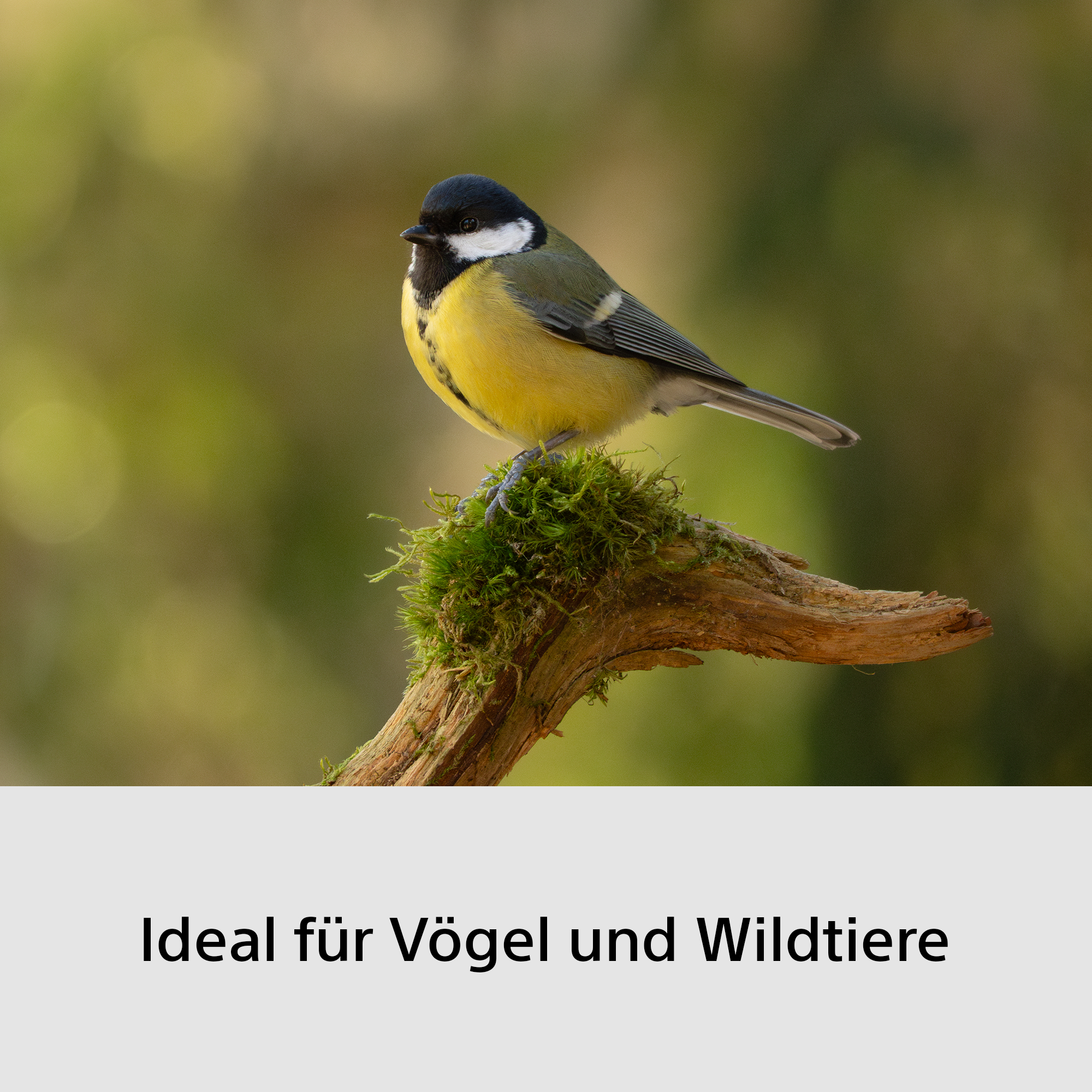 Eine Kohlmeise sitzt auf einem moosbewachsenen Ast mit unscharfem Hintergrund.