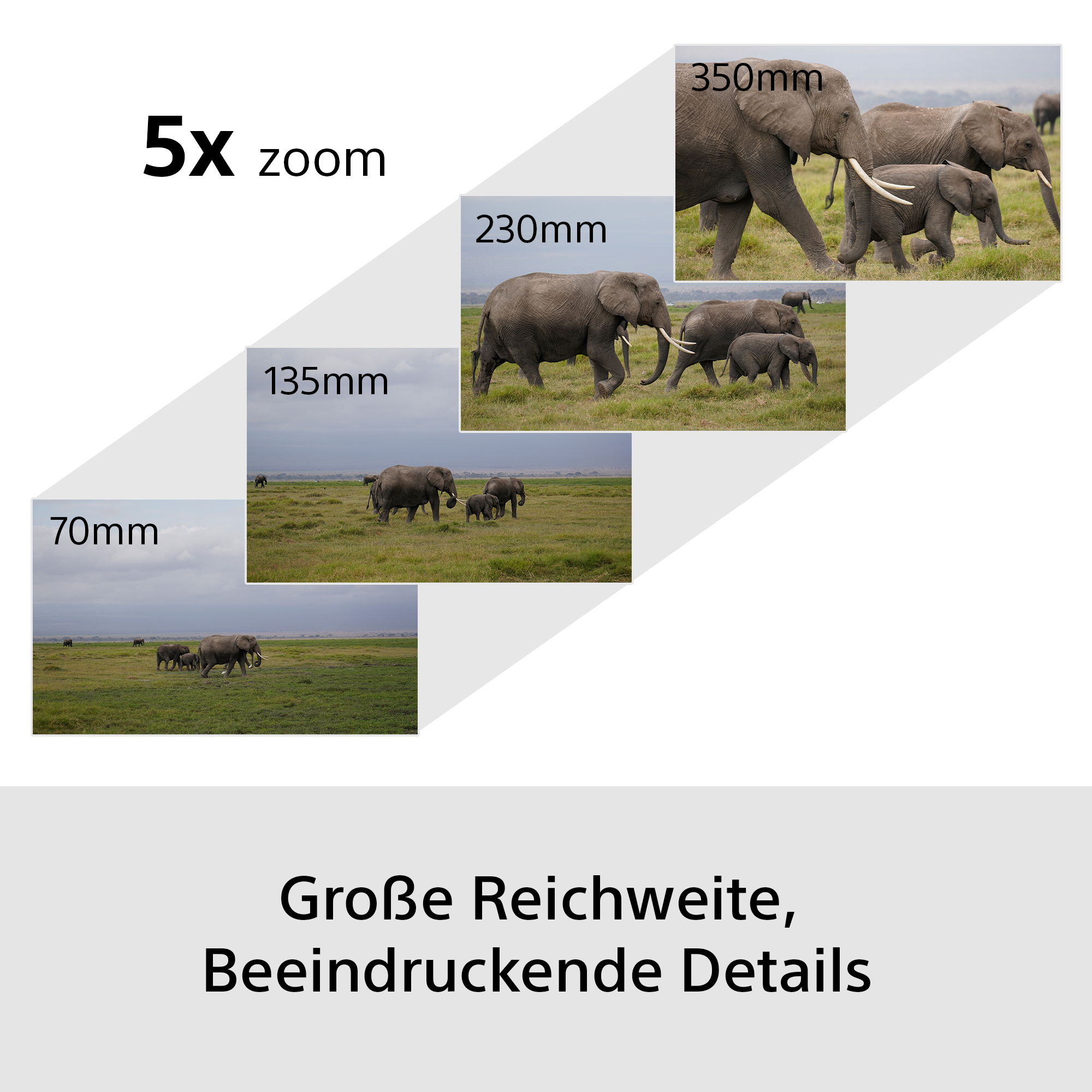 Elefantenfamilie auf einer Wiese bei verschiedenen Zoomstufen.