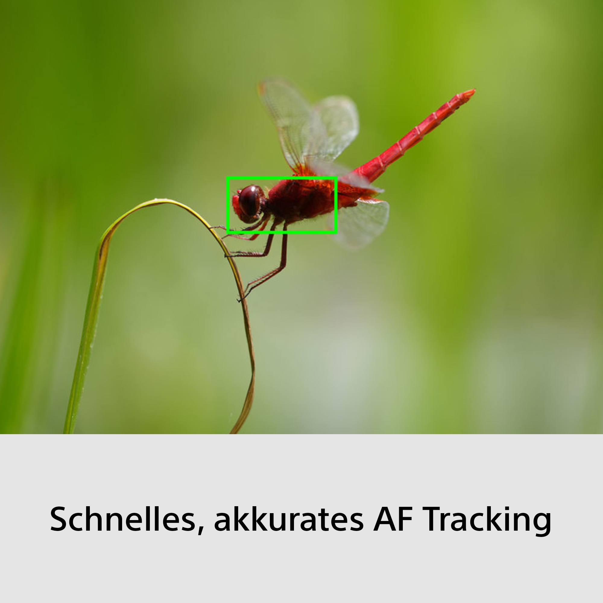Eine rote Libelle sitzt auf einem Grashalm vor einem unscharfen grünen Hintergrund.