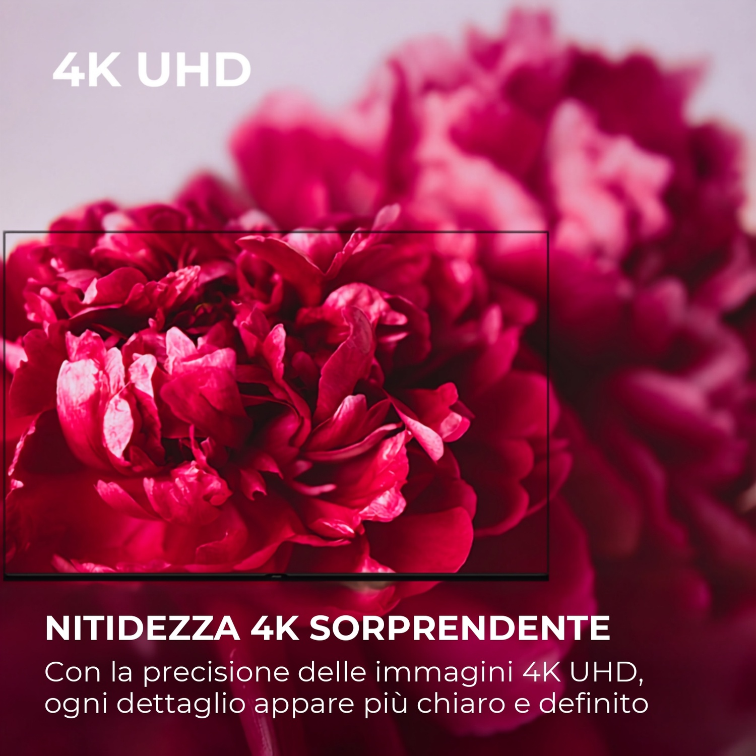Primo piano di un fiore rosso con testo 4K UHD. Un bordo dello schermo è visibile.
