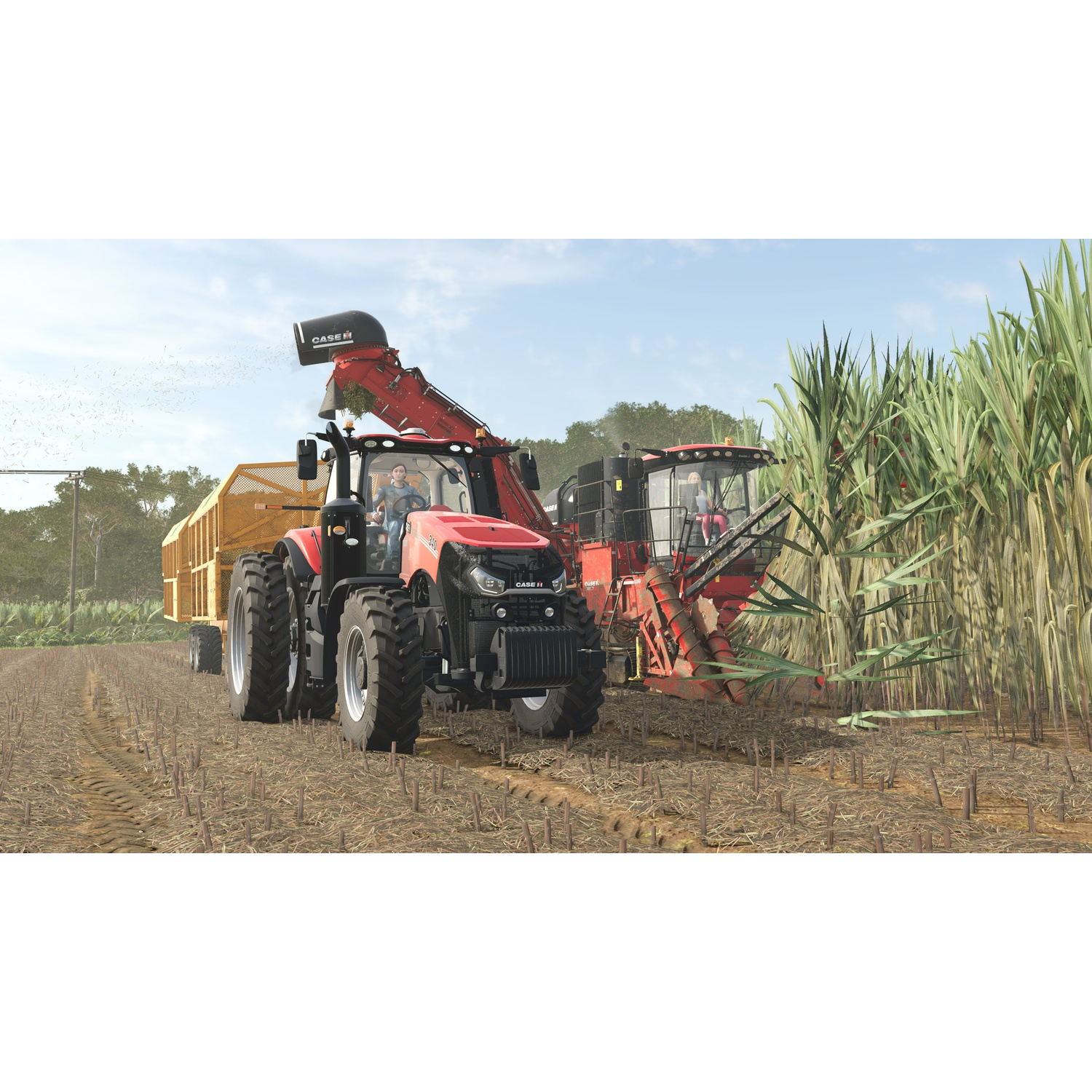 Een rode tractor met aanhanger en een oogstmachine oogsten suikerriet op een veld.