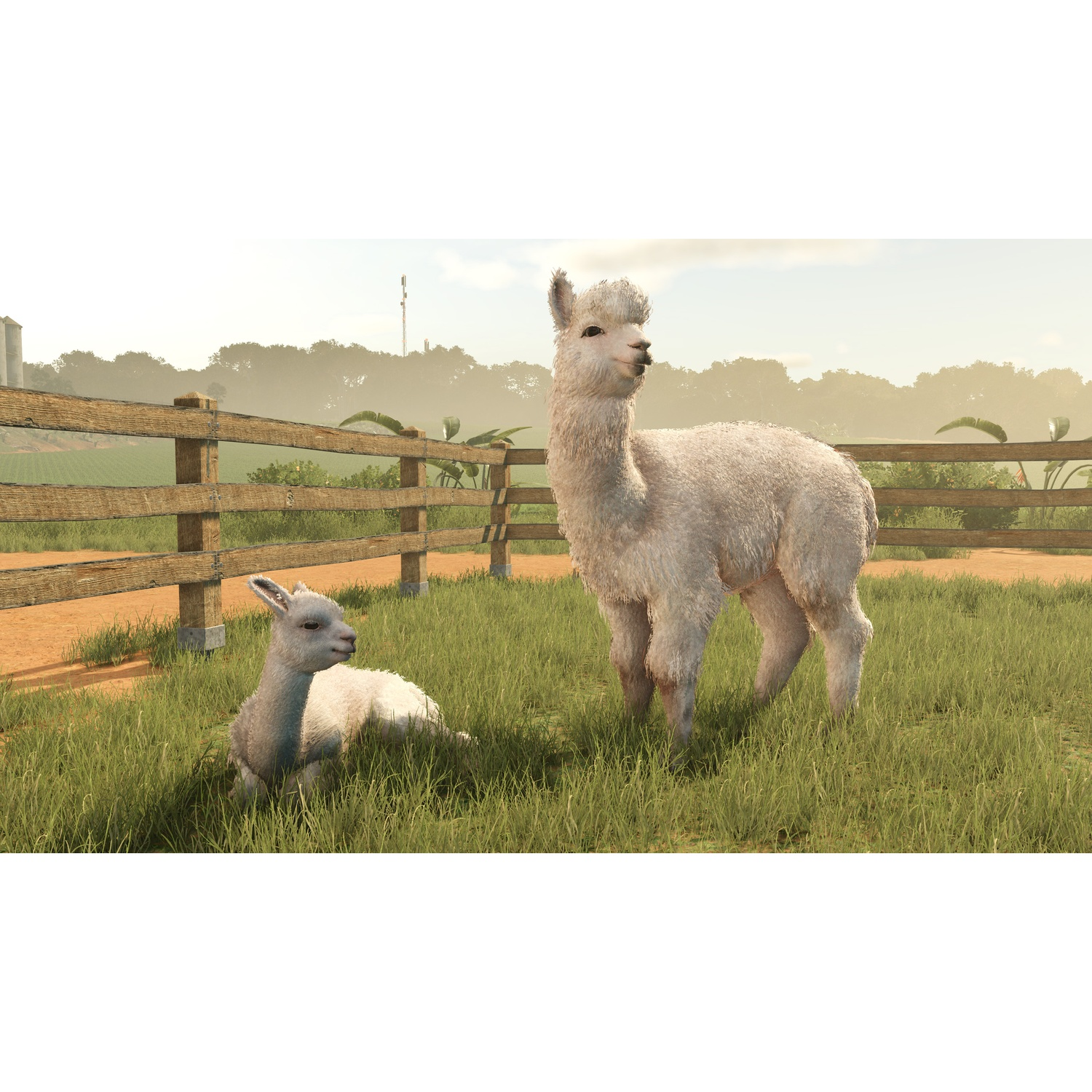 Twee witte alpaca's in een omheining met houten hek, één staat, één ligt in het gras.