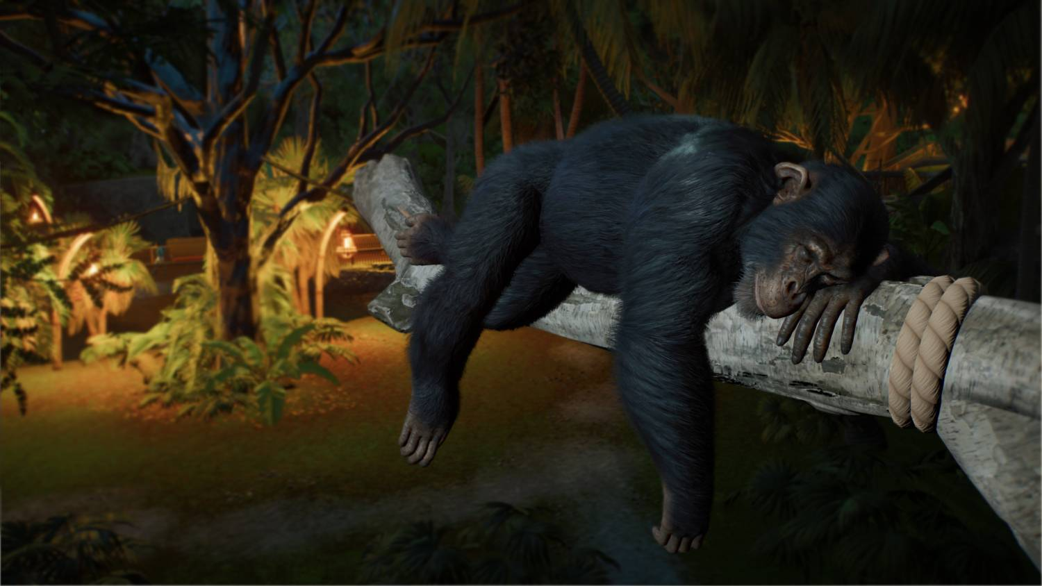 Un chimpancé negro duerme plácidamente en una rama de árbol gruesa en un entorno tropical por la noche.