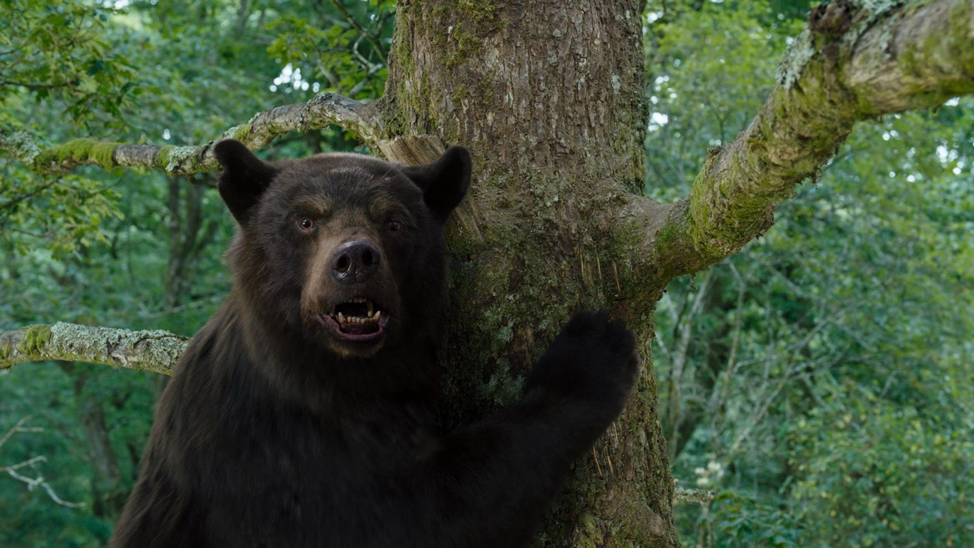 Ein Braunbär steht an einem moosigen Baum in einem grünen Wald und blickt mit leicht geöffnetem Maul in die Kamera.