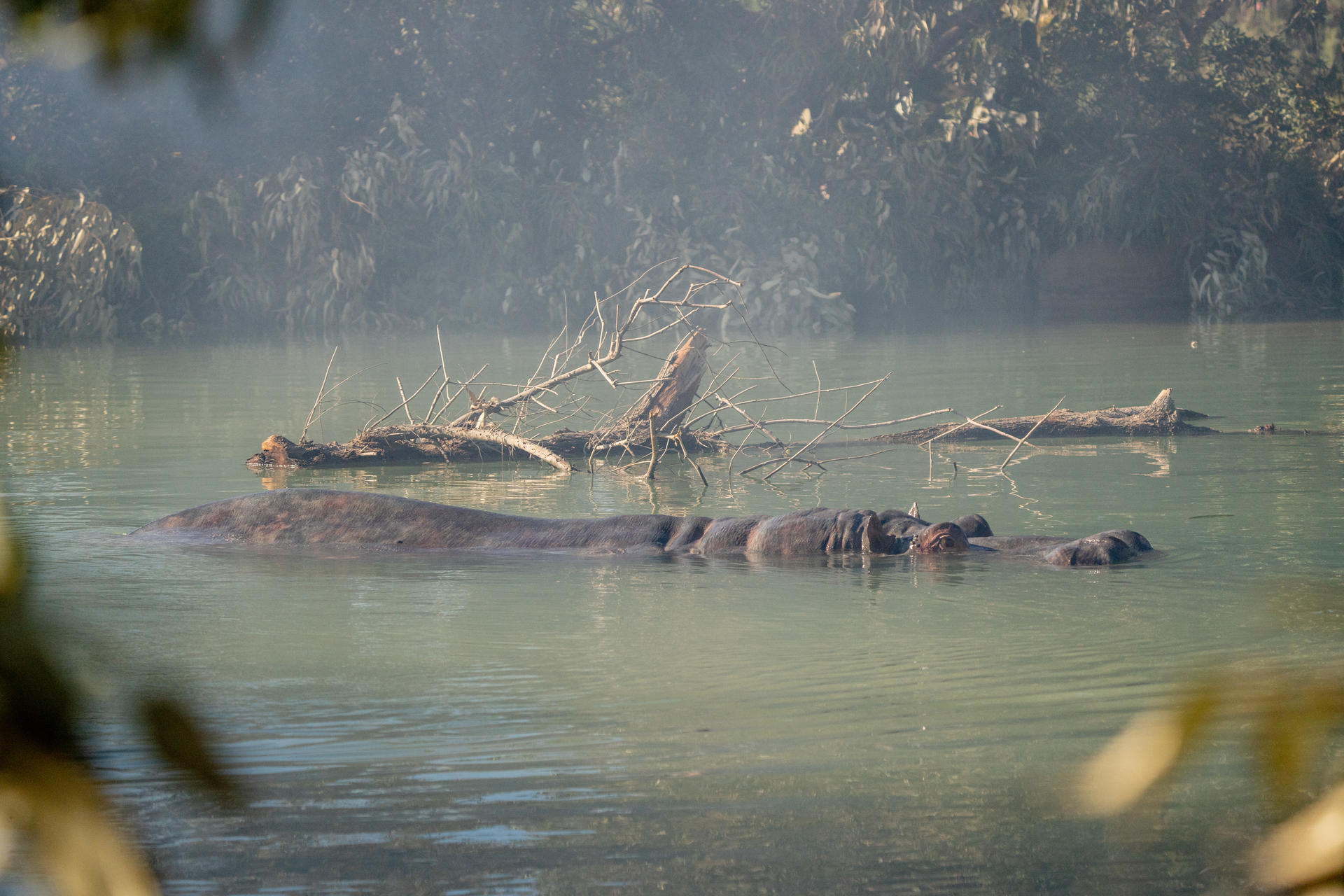 Ein Nilpferd schwimmt in einem ruhigen Fluss mit treibendem Holz und grünem Ufer.