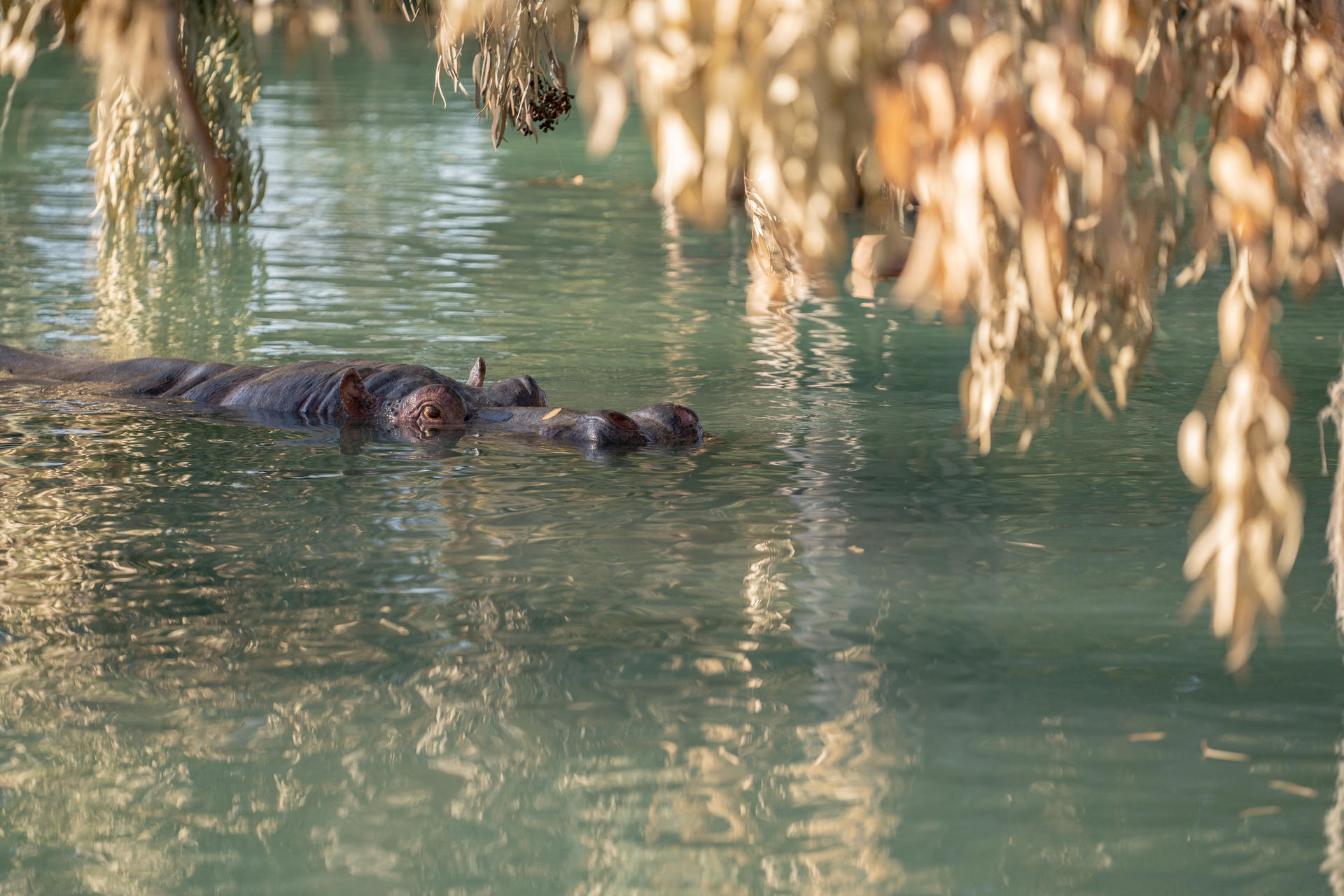 Ein Nilpferd schwimmt im ruhigen, grünen Wasser, teilweise verdeckt von herabhängenden gelben Blättern.