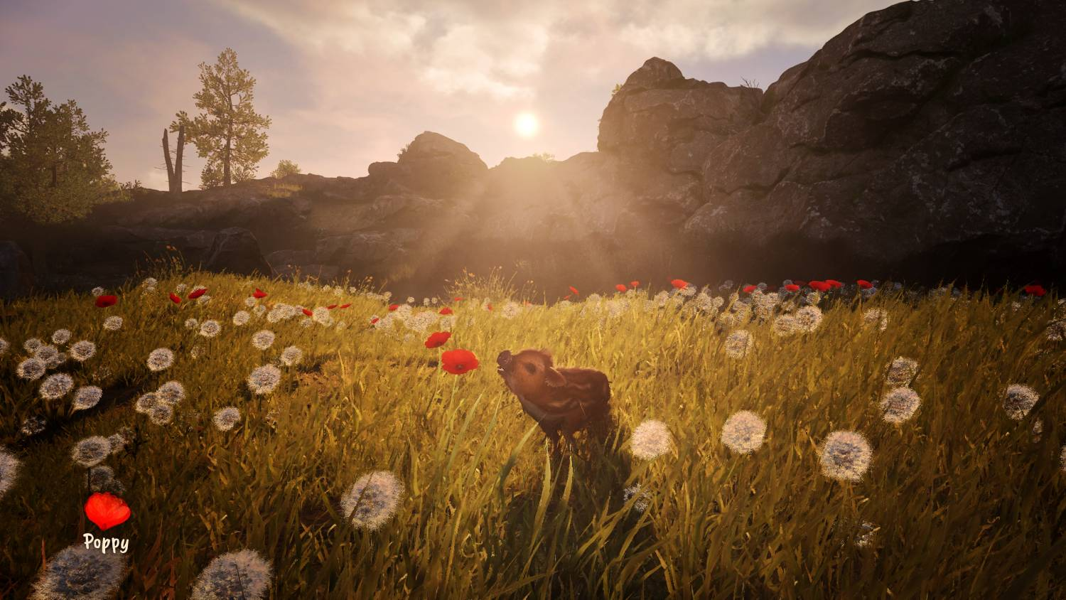 Una cría de jabalí se encuentra en la luz dorada de la tarde en un campo de amapolas rojas y dientes de león.