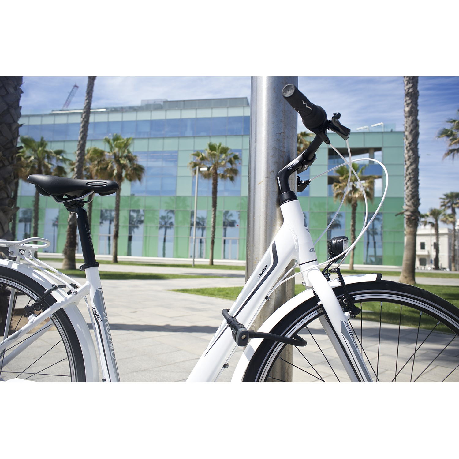 A white bicycle is locked to a metal pole outdoors, with palm trees and a modern green and glass building behind it.