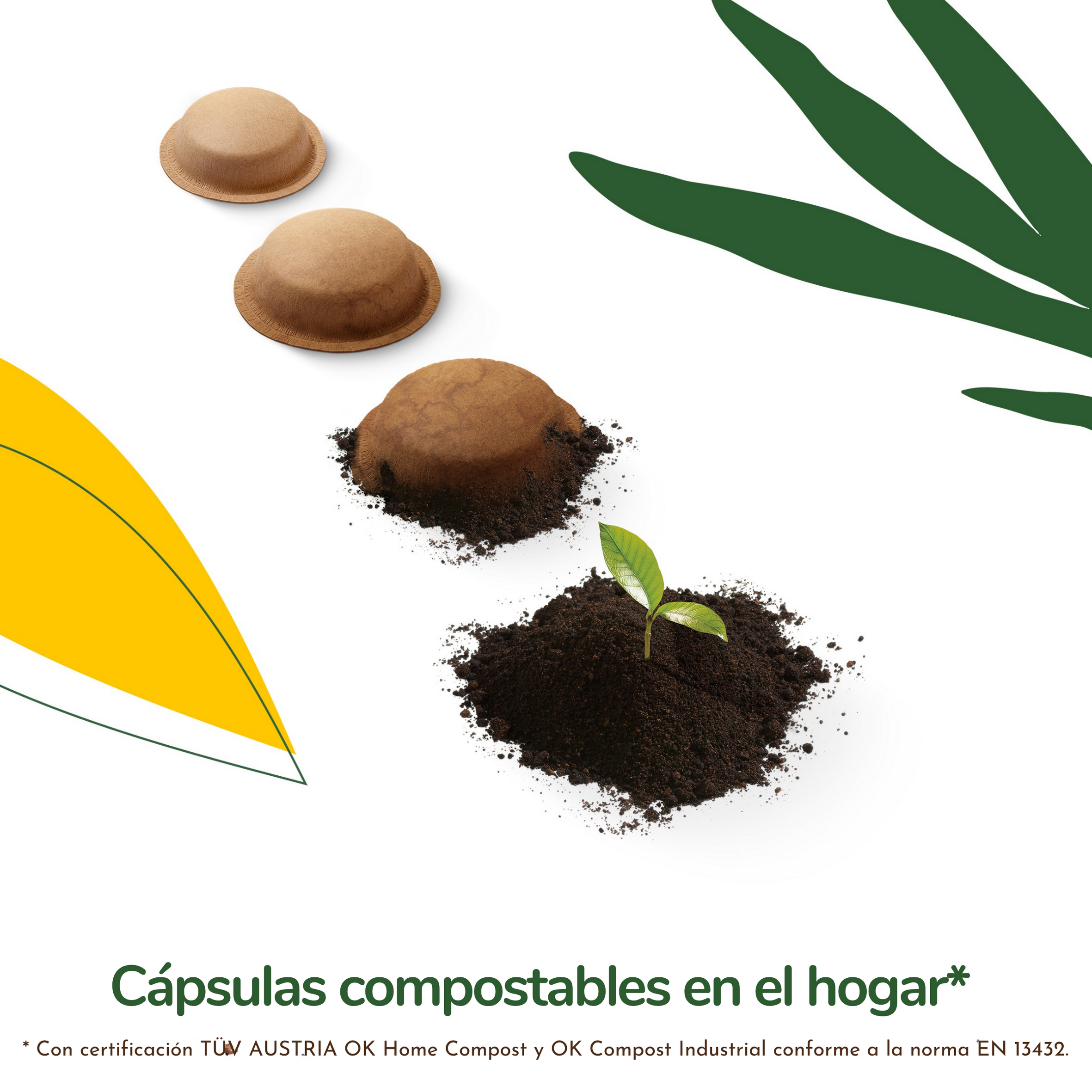 Cuatro cápsulas de café se transforman gradualmente en abono con una planta en crecimiento.