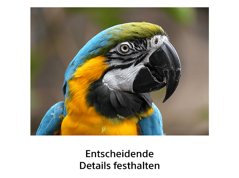 Sony FE 100–400 mm F5.6-8 OSS Objektiv, Vollformat-Objektiv, Schwarz; Super-Tele-Zoomobjektiv — Foto 5 von 5