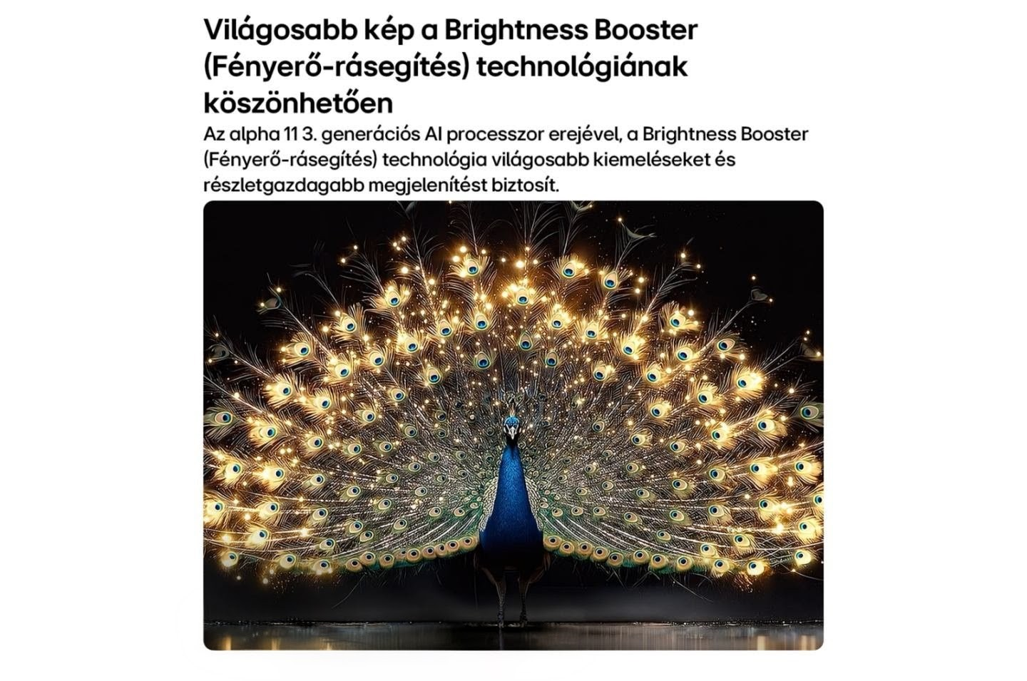 Fenséges páva mutatja legyezőszerűen szétterített tollait ragyogó arany díszekkel.