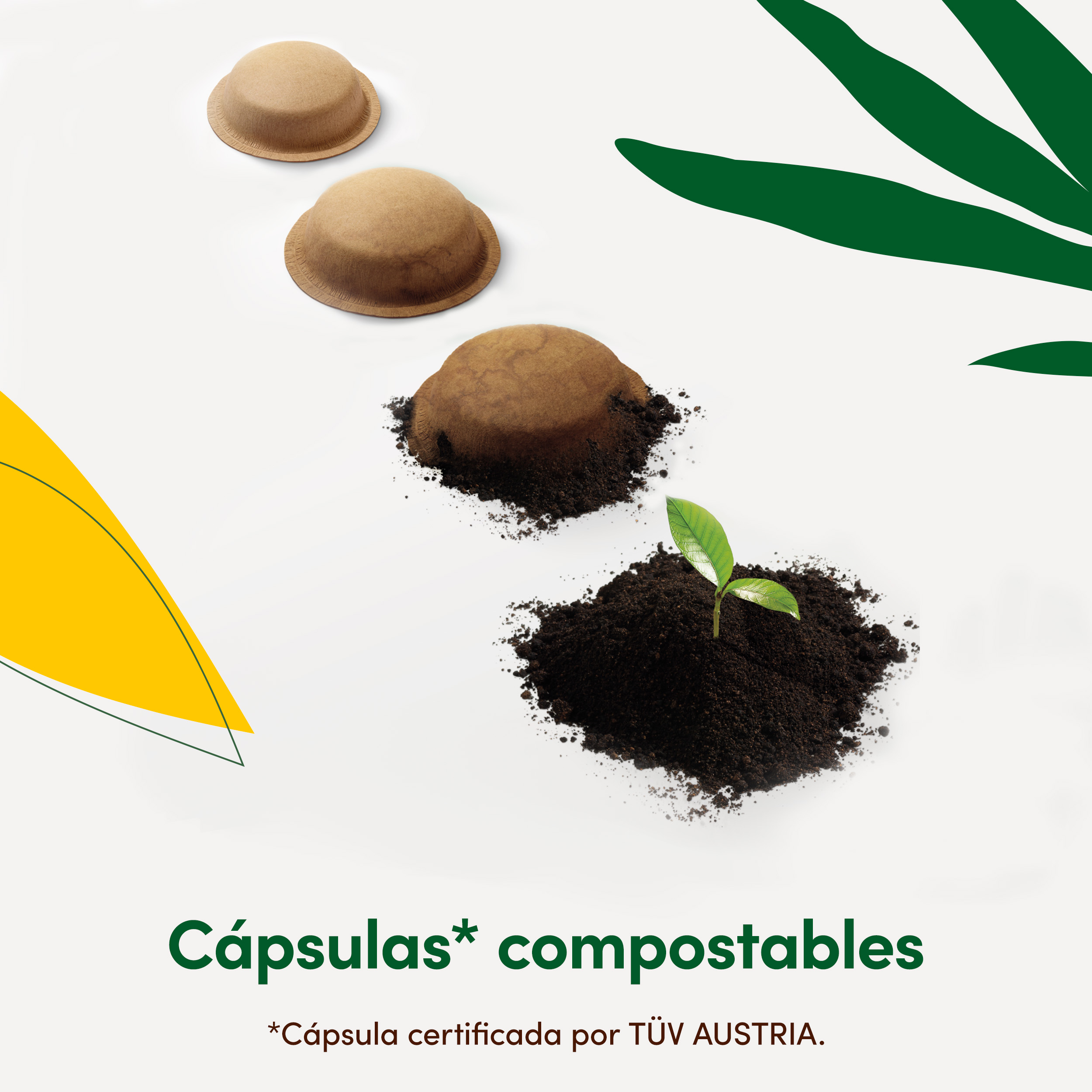 Cuatro cápsulas de café se transforman gradualmente en abono con una pequeña planta.