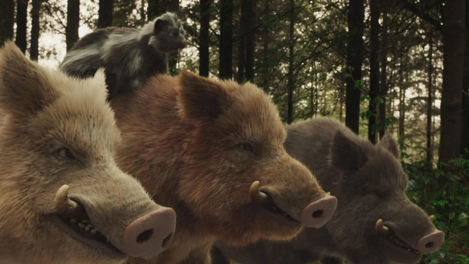 Drei Wildschweine und ein kleines Tier stehen im Wald vor Bäumen.