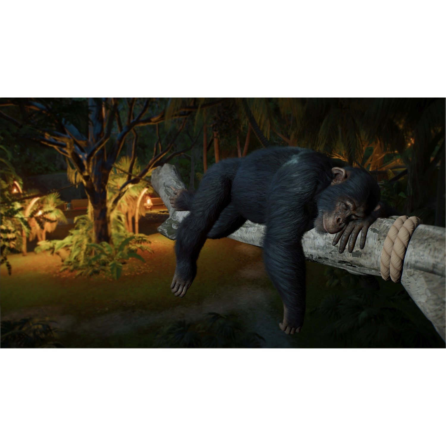 Un chimpanzé dort paisiblement étendu sur une branche d'arbre dans un enclos de jungle faiblement éclairé.