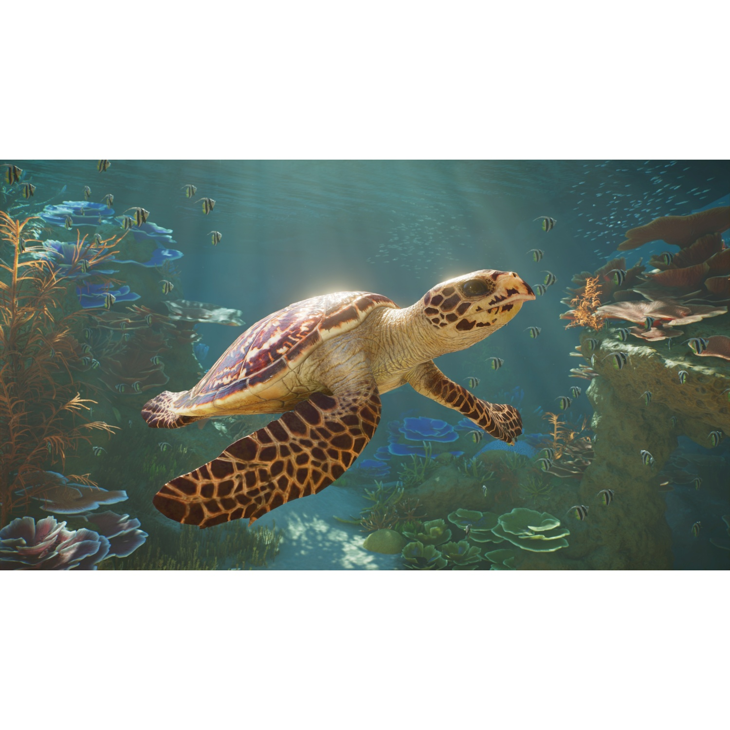 Une tortue imbriquée nage dans l'eau claire de l'océan devant des récifs coralliens et de petits poissons.