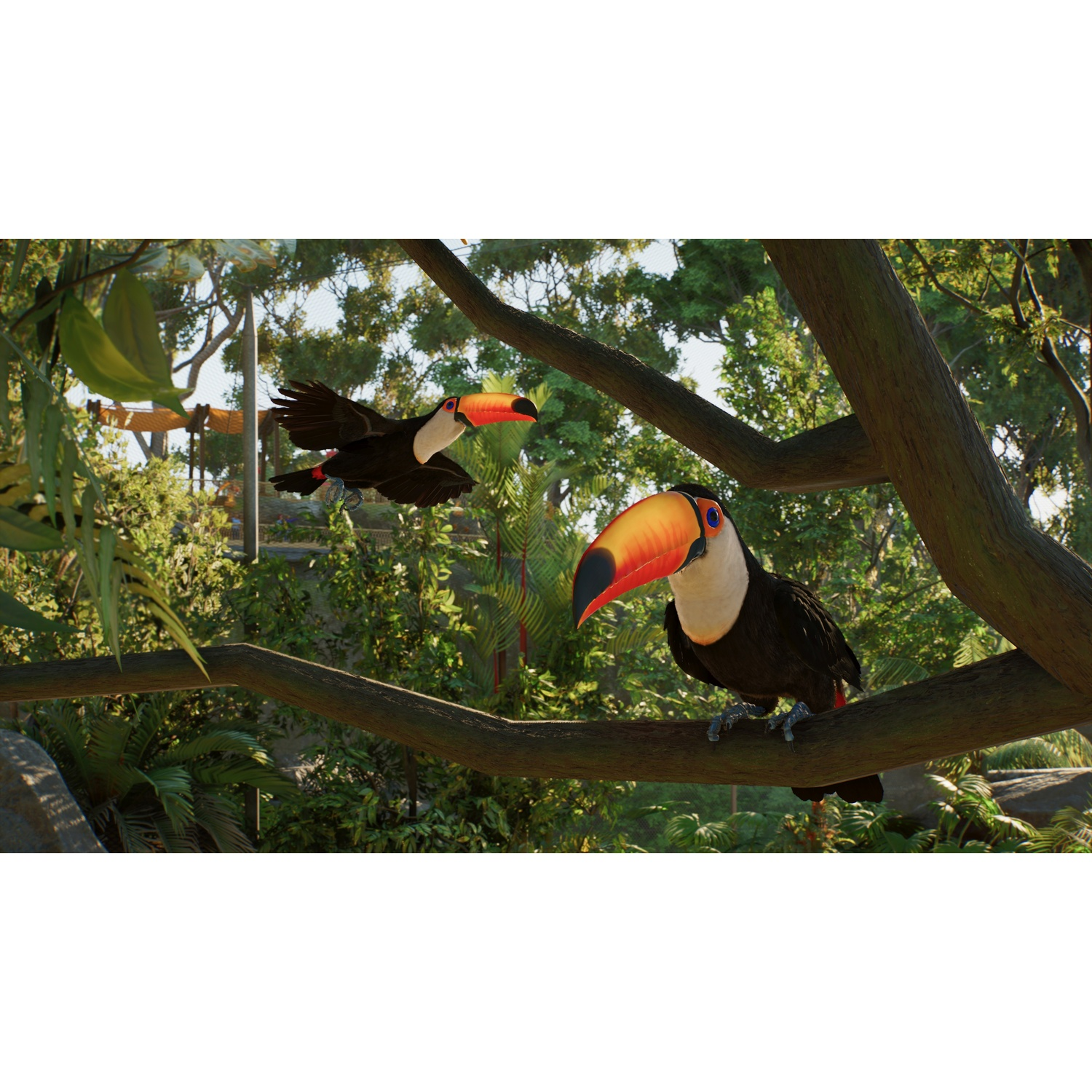 Deux toucans avec de grands becs orange dans une jungle verte luxuriante, l'un perché sur une branche et un autre volant.