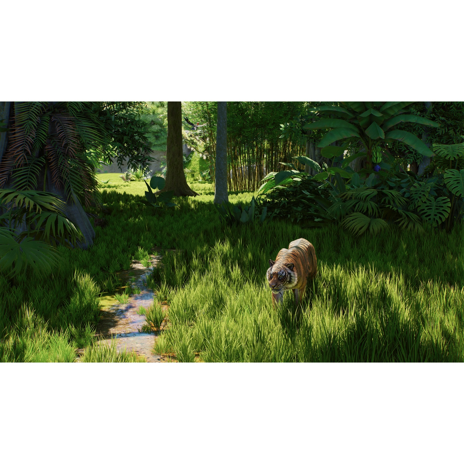 Un tigre marche dans de hautes herbes vertes dans une jungle ensoleillée près d'un petit ruisseau.