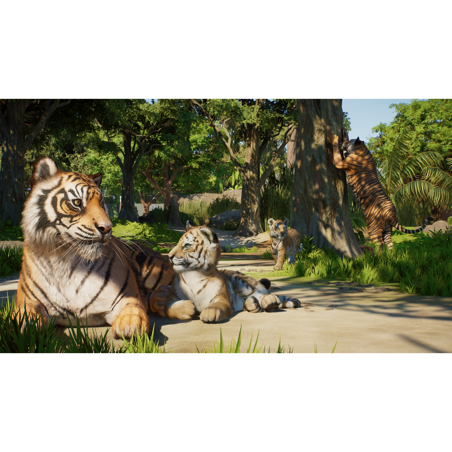 Une tigresse et ses petits se reposent sur un sentier forestier tandis qu'un autre tigre grimpe à un arbre.