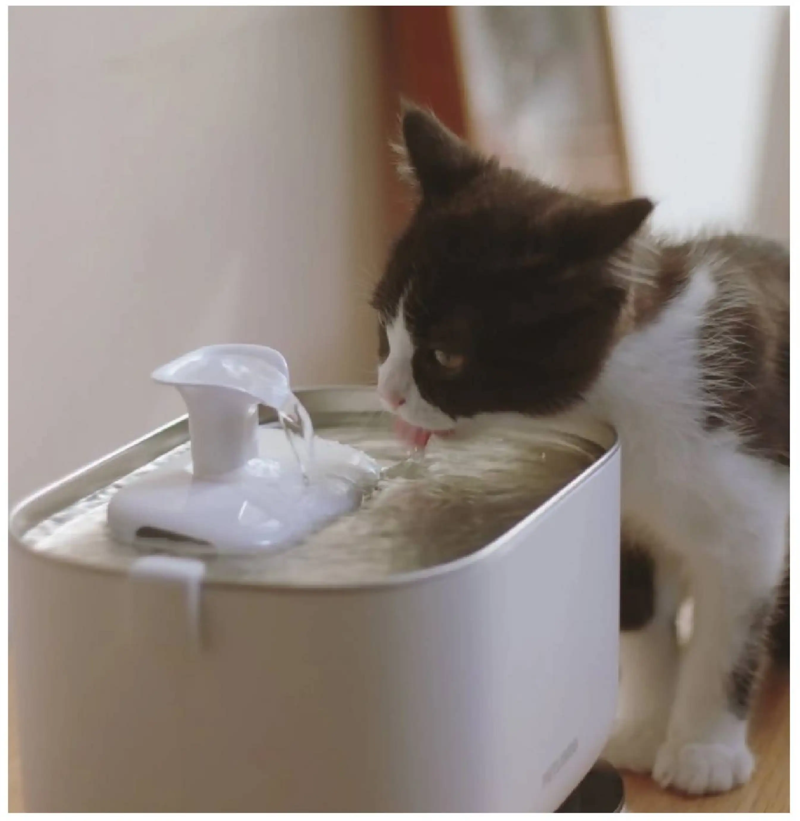 Un gatto marrone e bianco beve acqua da una fontanella elettrica bianca per animali domestici al chiuso.