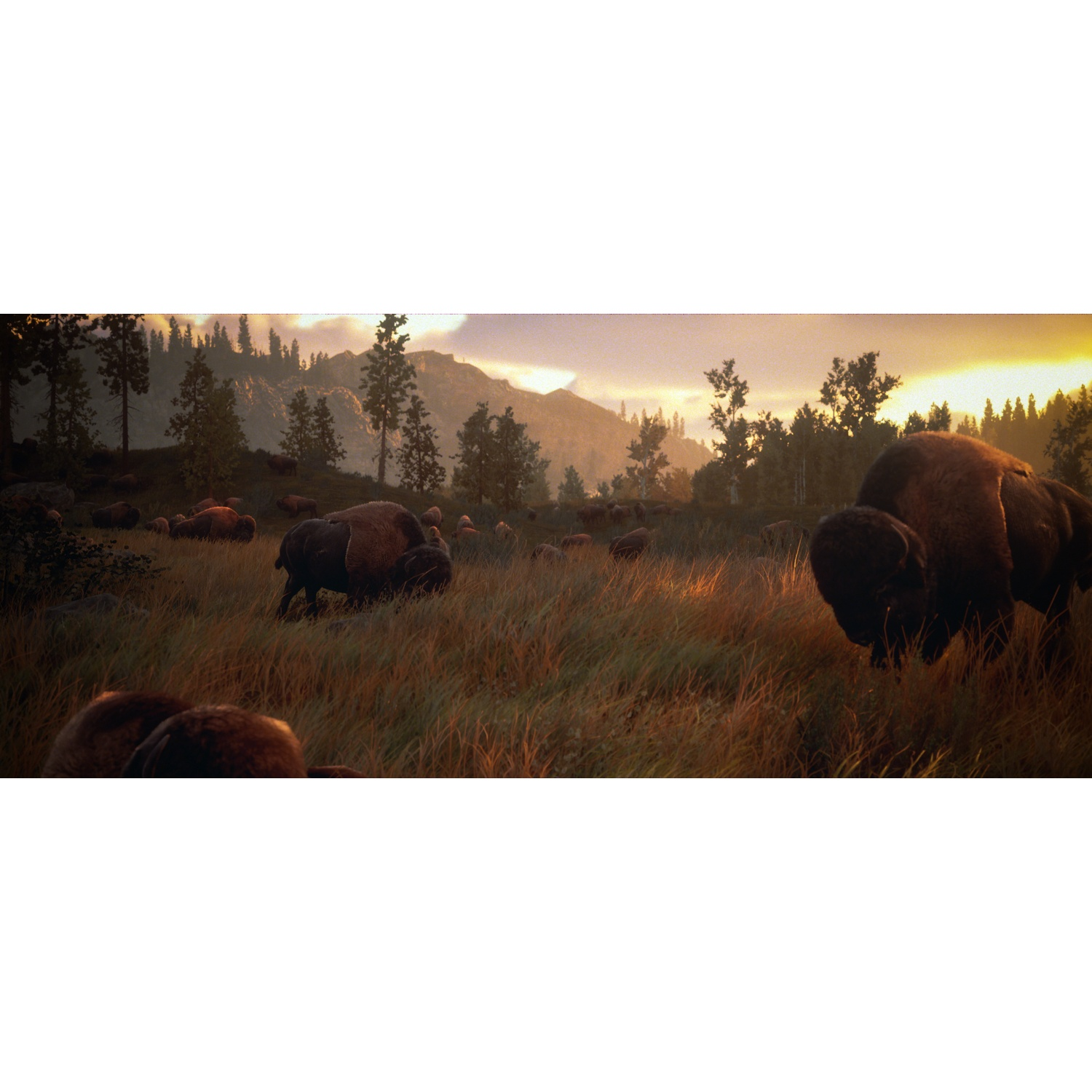 Un troupeau de bisons broute au coucher du soleil dans un paysage vallonné avec des arbres en arrière-plan.