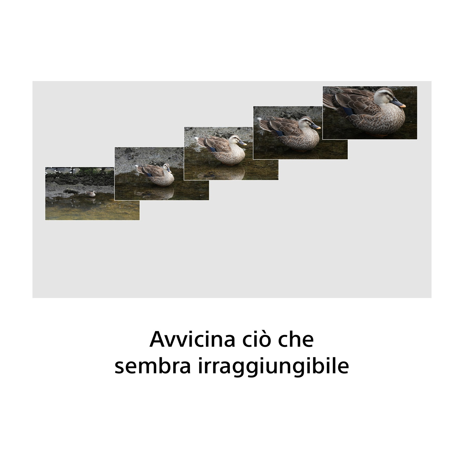 Cinque foto mostrano un'anatra ingrandita progressivamente da lontano a vicino.