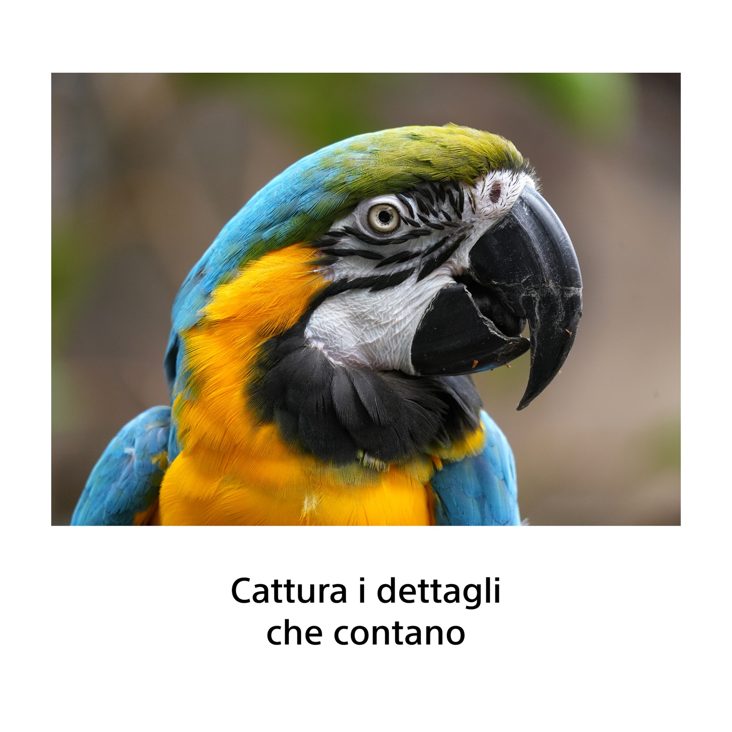 Primo piano di un pappagallo ara colorato con piume blu, gialle e verdi e un grande becco nero.