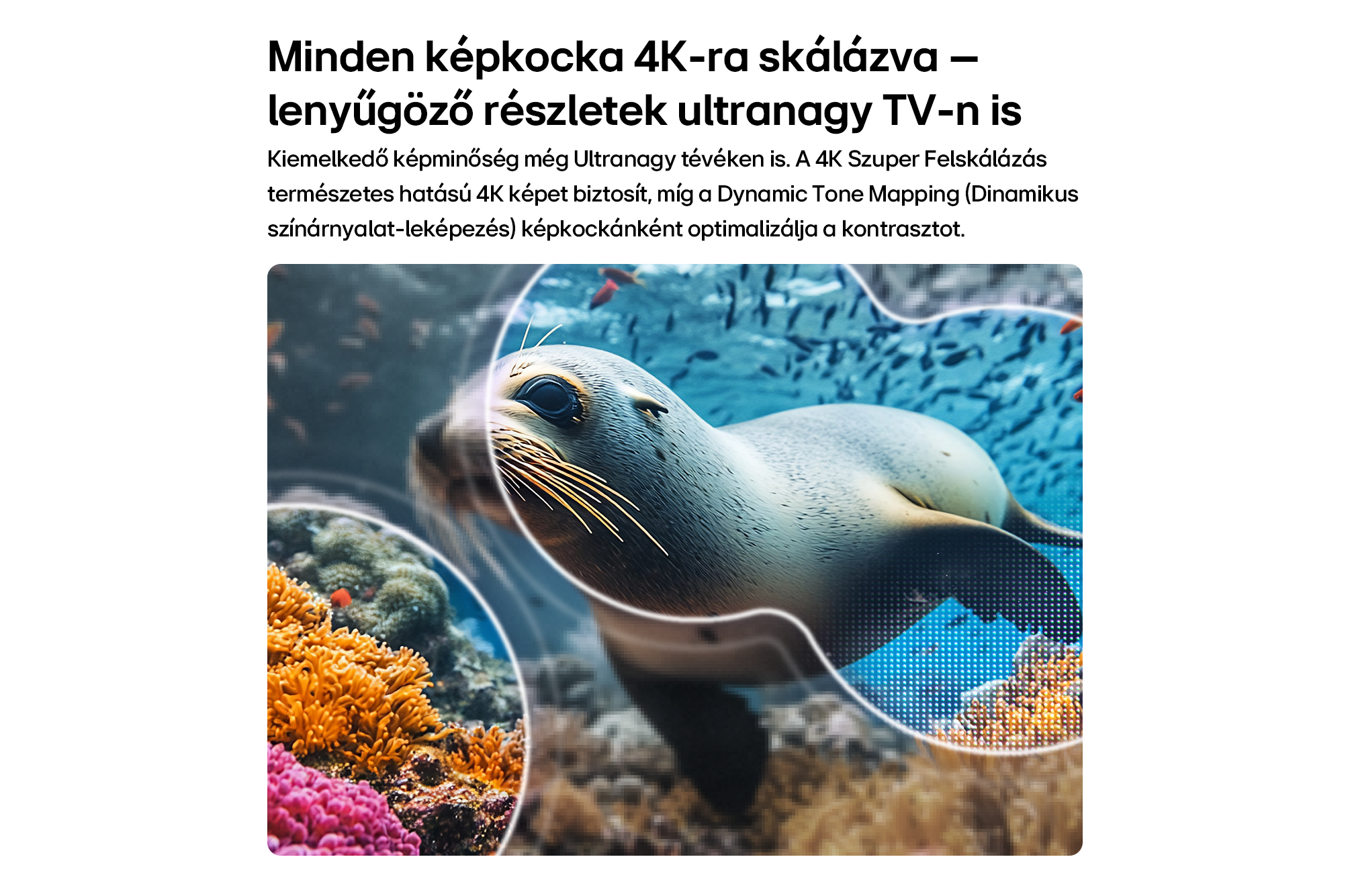 Fóka úszik korallzátonyok mellett, nagyítóeffektussal, ami részleteket mutat.