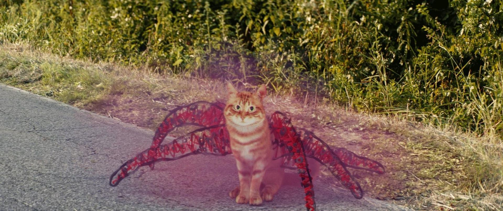 Eine orangefarbene getigerte Katze sitzt auf einer asphaltierten Straße mit großen, rot-schwarzen Spinnenflügeln.