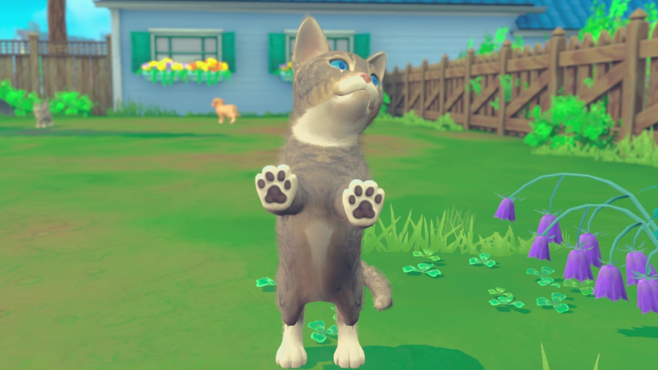 Un gatto tigrato grigio si alza sulle zampe posteriori nell'erba verde davanti a una casa blu.