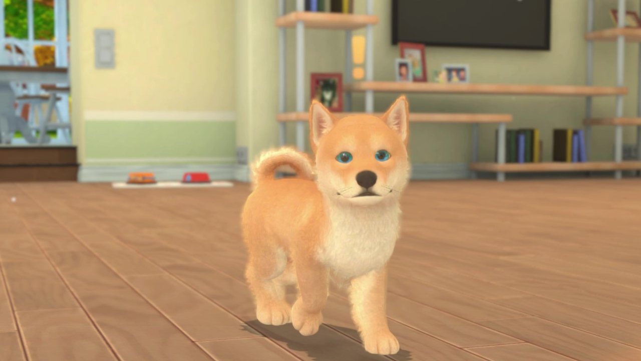 Un piccolo cucciolo di Shiba Inu con gli occhi azzurri cammina su pavimenti in legno in un soggiorno luminoso.