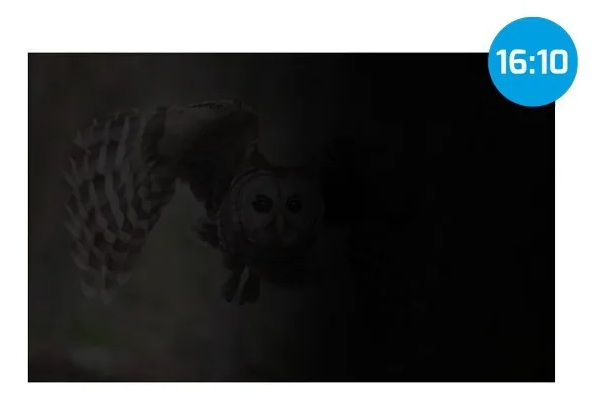 Sowa leci w nocy, z niebieskim wyświetlaczem czasu w prawym górnym rogu.