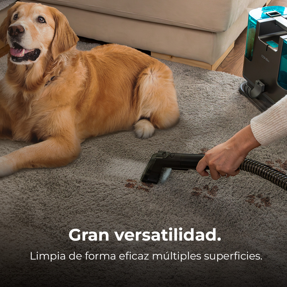 Un perro dorado yace en una alfombra mientras una aspiradora limpia.