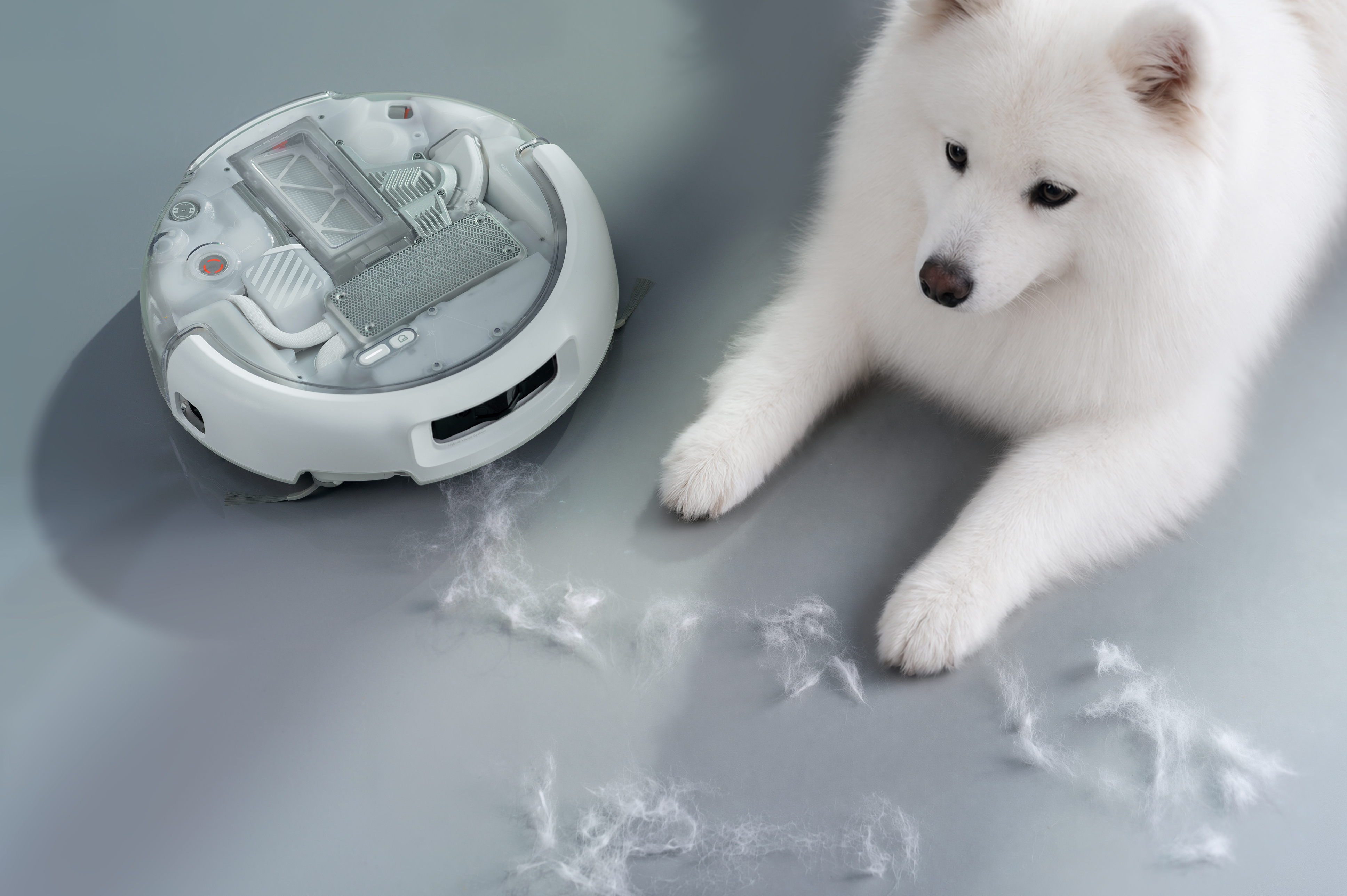 Biały pies rasy Samoyed leży obok białego robota odkurzającego na szarej podłodze z sierścią psa.