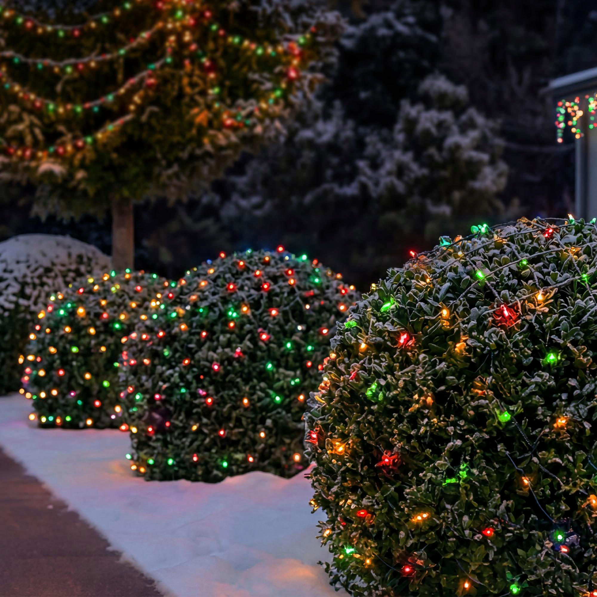 Vier schneebedeckte, kugelförmige Büsche im Freien, die nachts mit bunten Weihnachtslichterketten geschmückt sind.