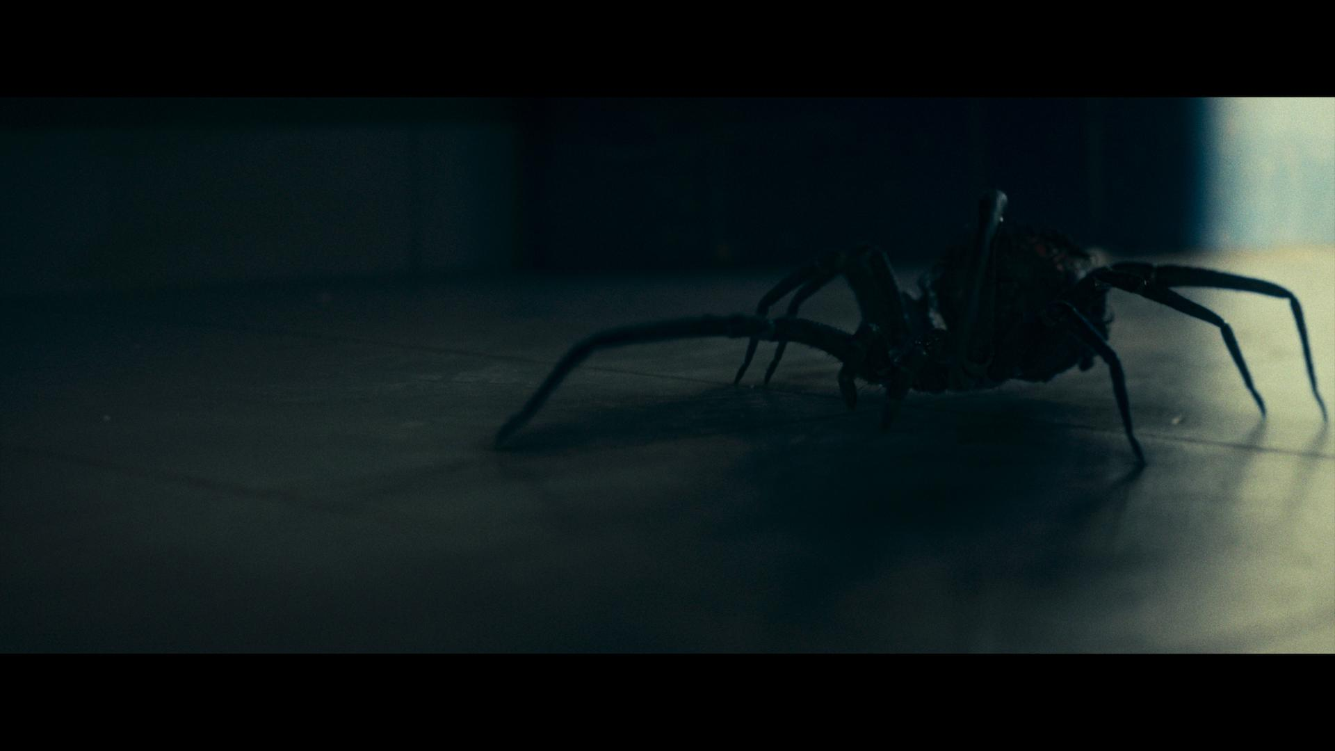 Eine dunkle Spinne krabbelt auf einem Boden im schwachen Licht.
