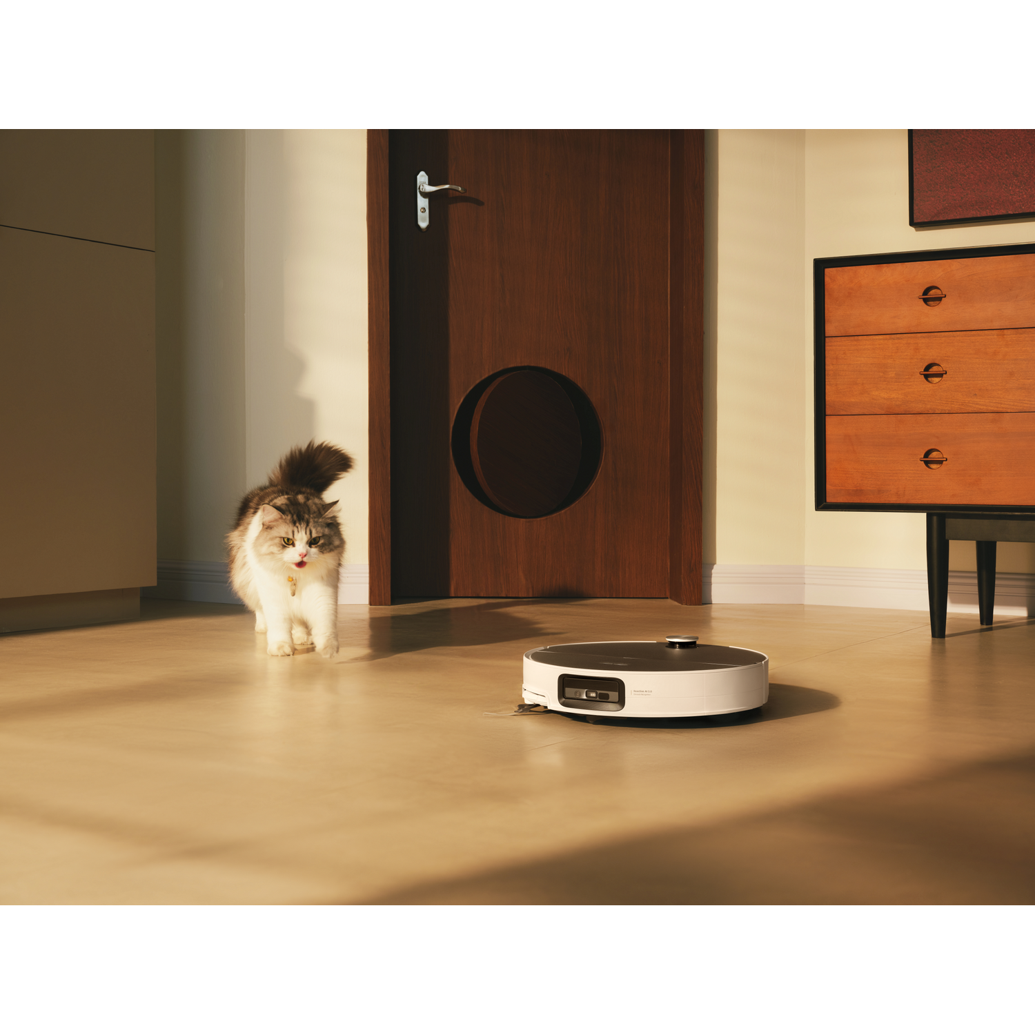 Un chat pelucheux marche sur un sol en bois devant un robot aspirateur.