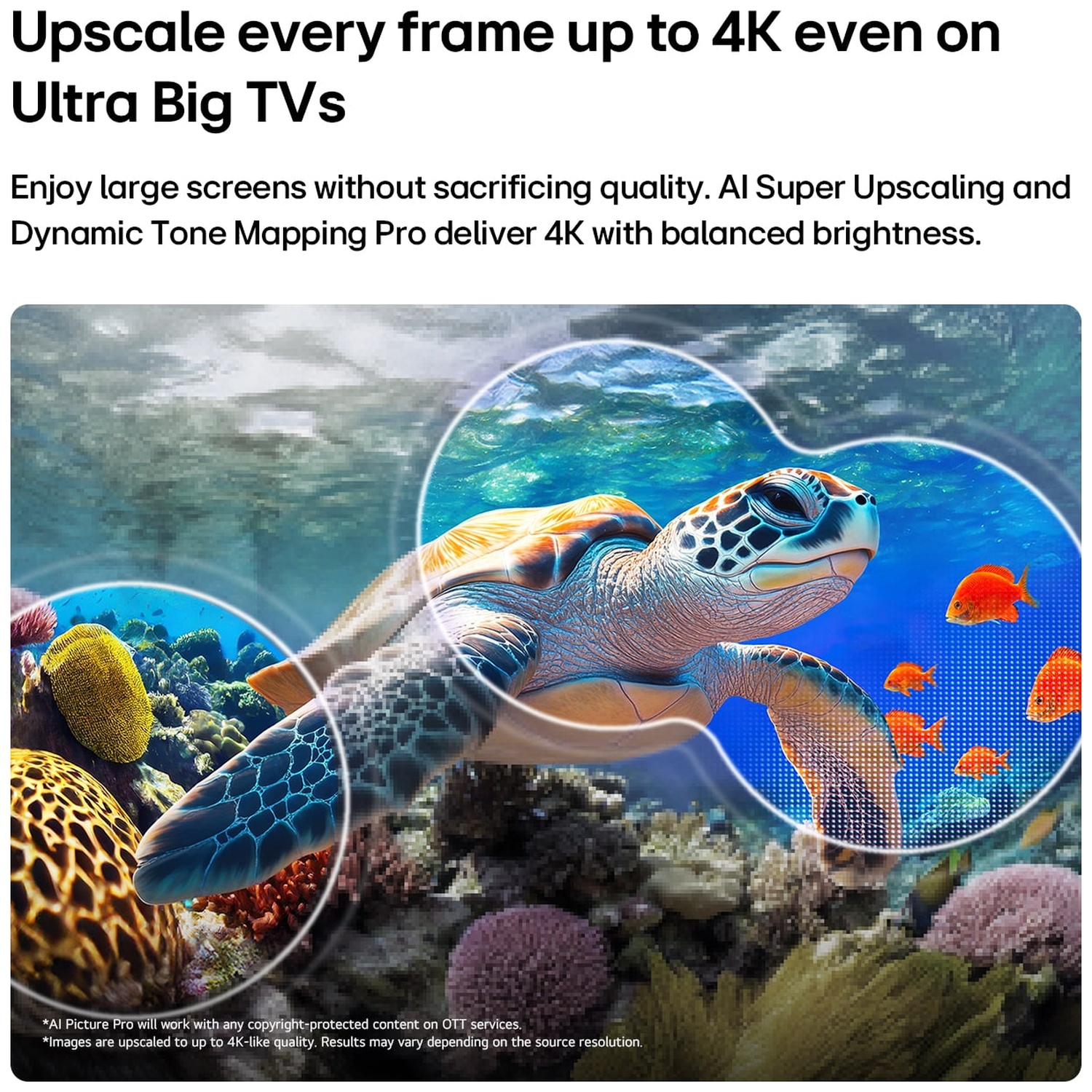 Une tortue de mer et des poissons sous l'eau, illustrant une haute qualité d'image 4K.