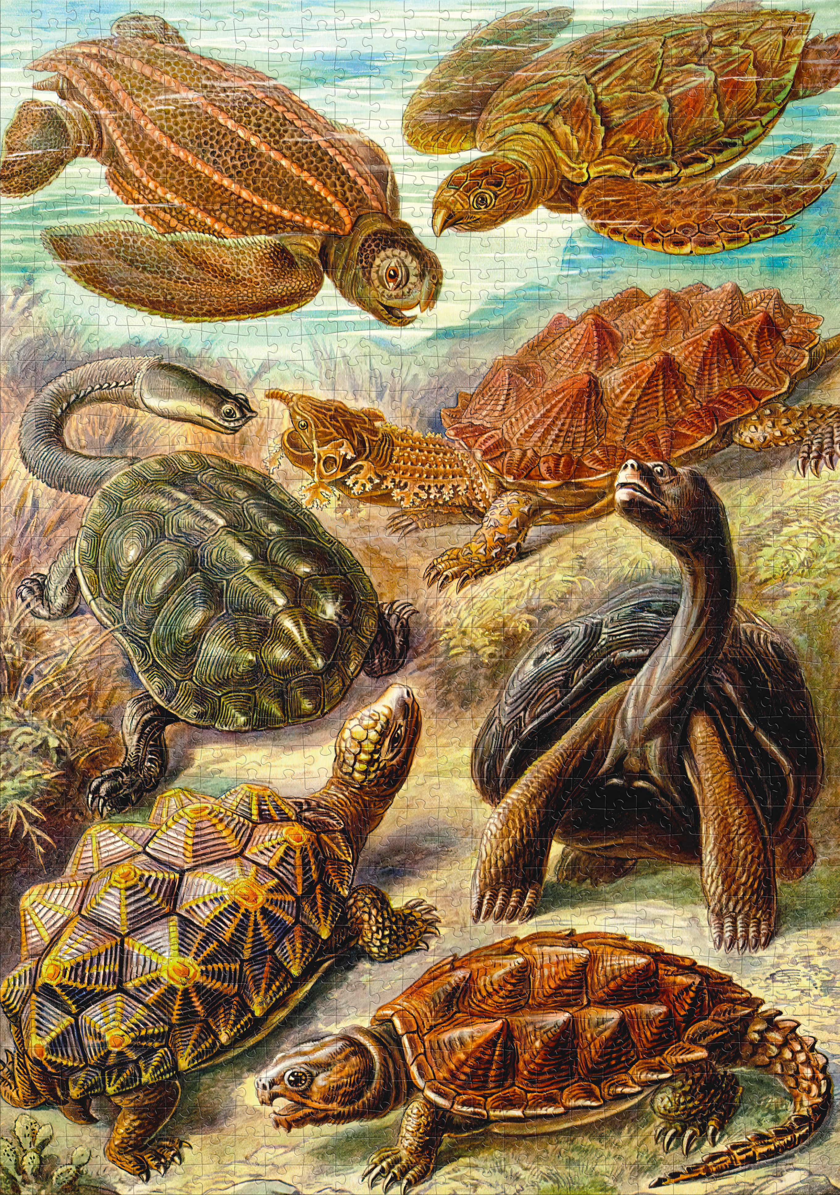 Puzzle illusztráció, amely különböző teknősfajokat ábrázol vízben és szárazföldön.