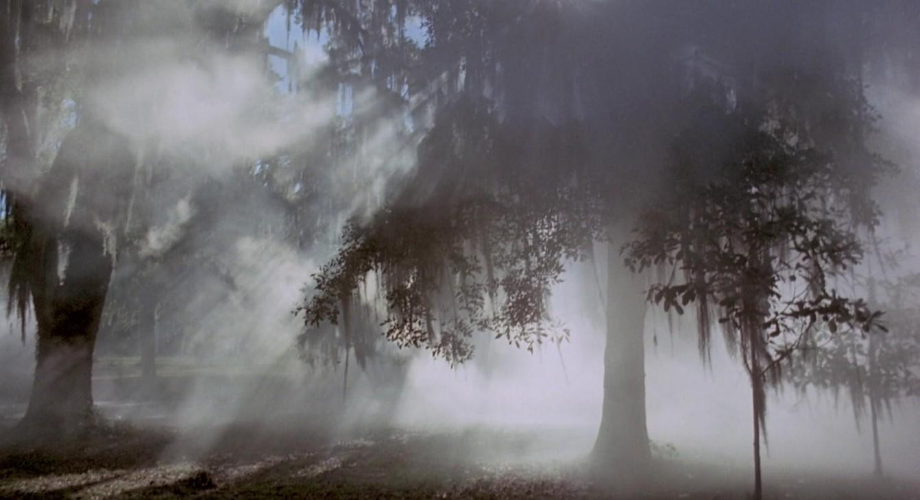 Sonnenlicht fällt in einem mysteriösen Wald durch dichten Nebel und moosbewachsene Bäume.