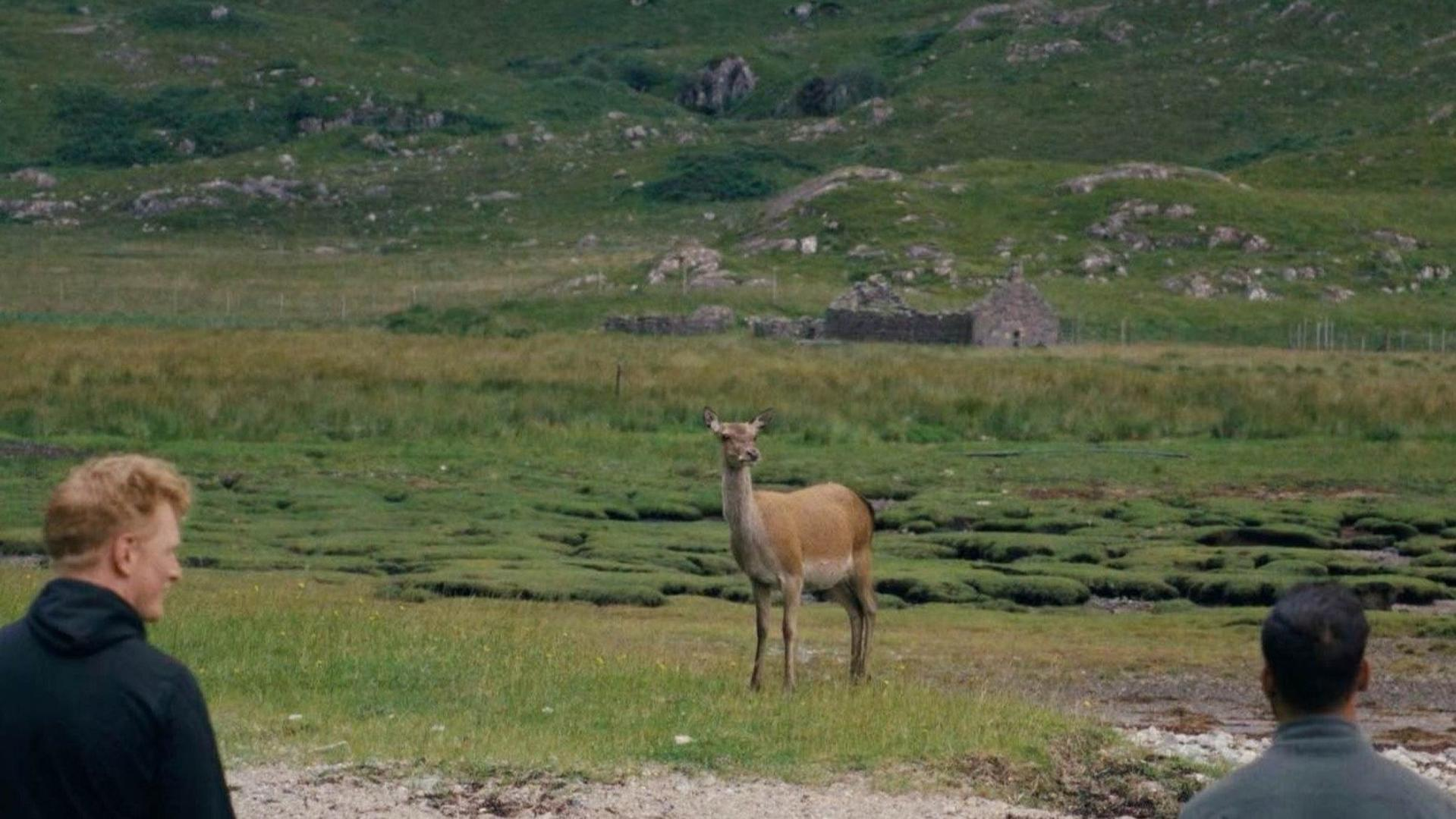 Ein Reh steht auf einer grünen Wiese, während zwei Menschen im Vordergrund es beobachten. Im Hintergrund sind Hügel.