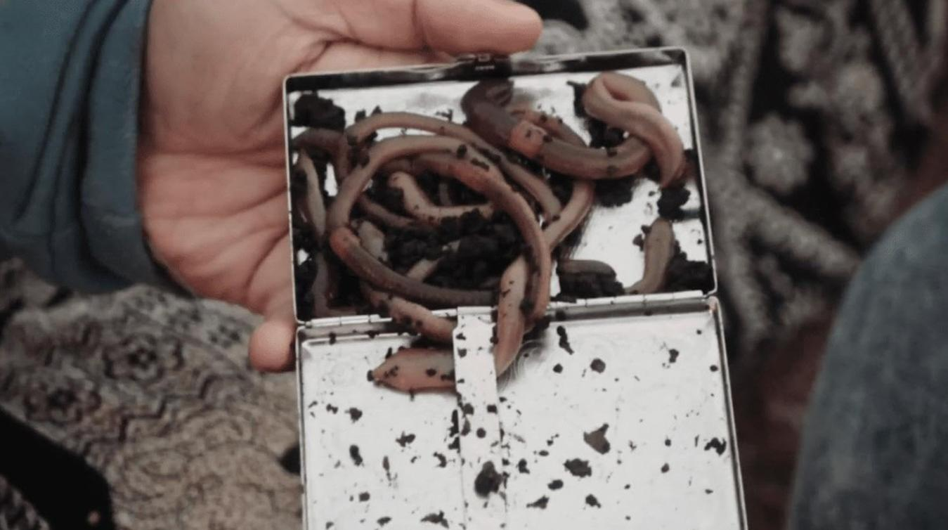 Eine Hand hält eine geöffnete silberne Metalldose gefüllt mit Erde und mehreren Regenwürmern.