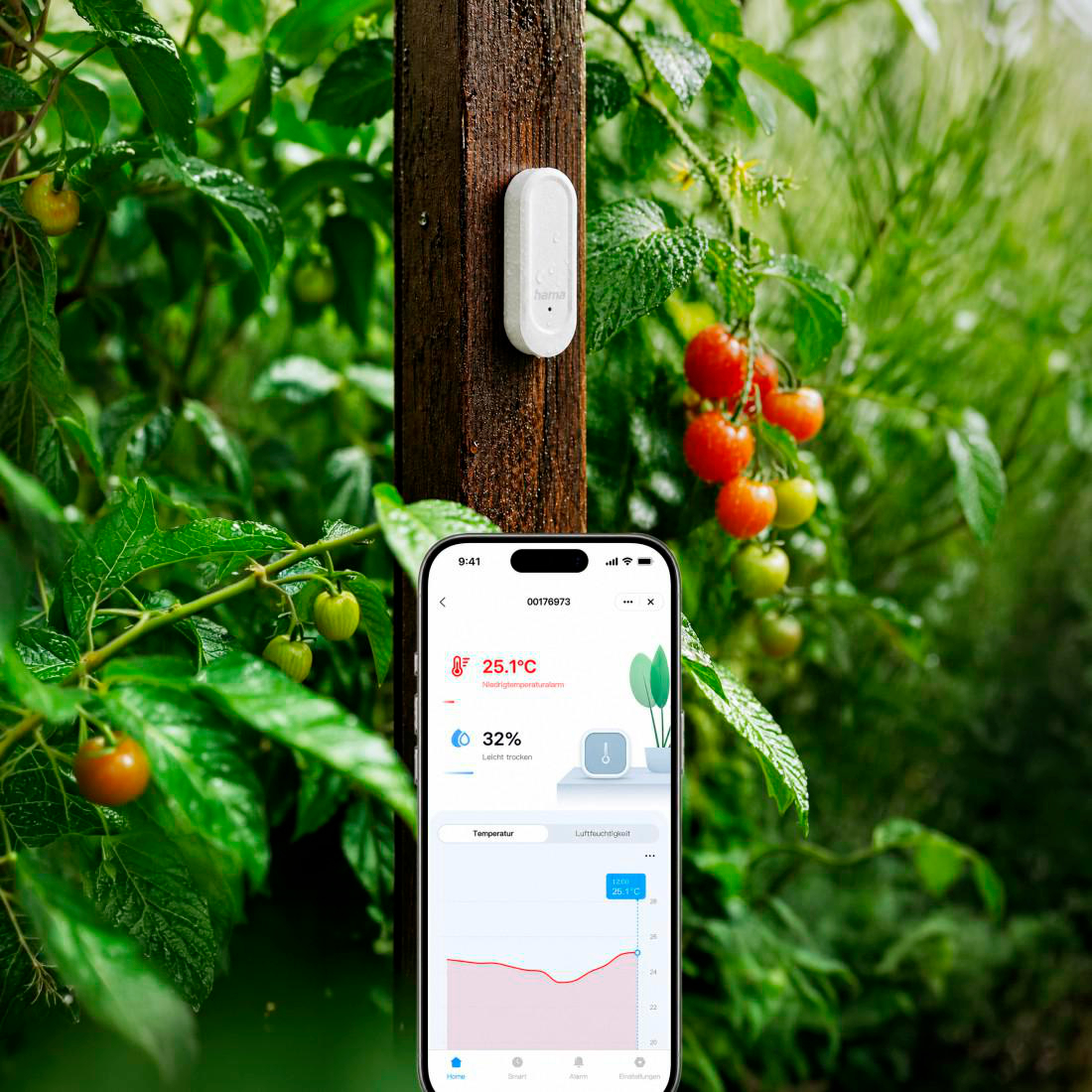 Weißer Sensor an Holzpfosten in Tomatenpflanzen mit Smartphone-App im Vordergrund.
