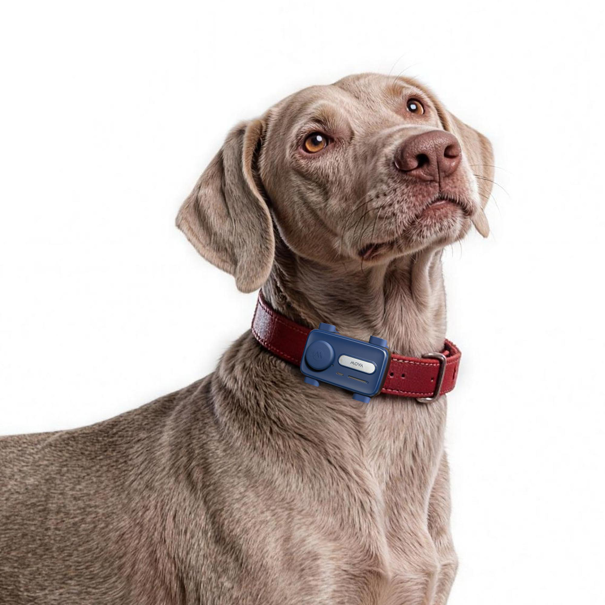 Ein brauner Hund mit einem roten Halsband und einem kleinen blauen Gerät blickt aufmerksam nach oben vor weißem Hintergrund.