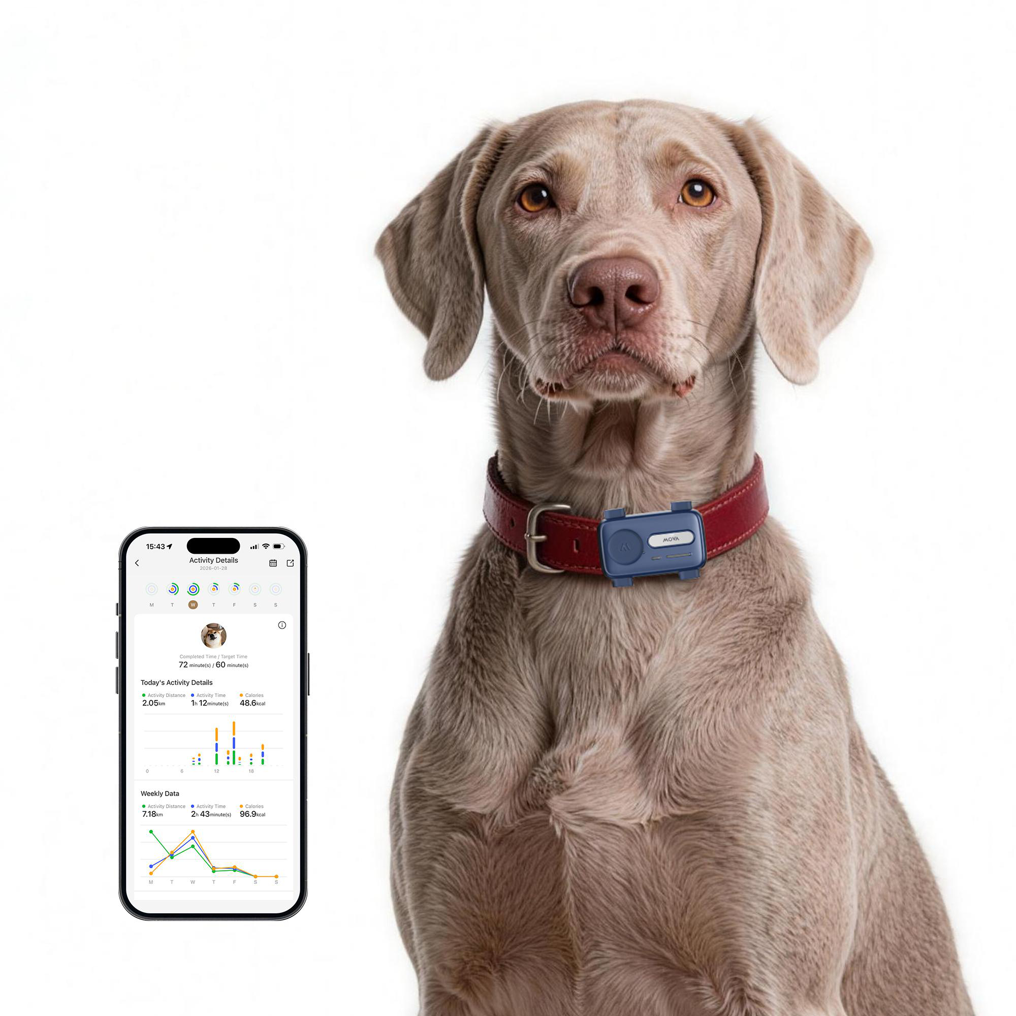 Ein grauer Hund trägt ein rotes Halsband mit einem Tracker, links ist ein Smartphone mit einer Activity-App zu sehen.