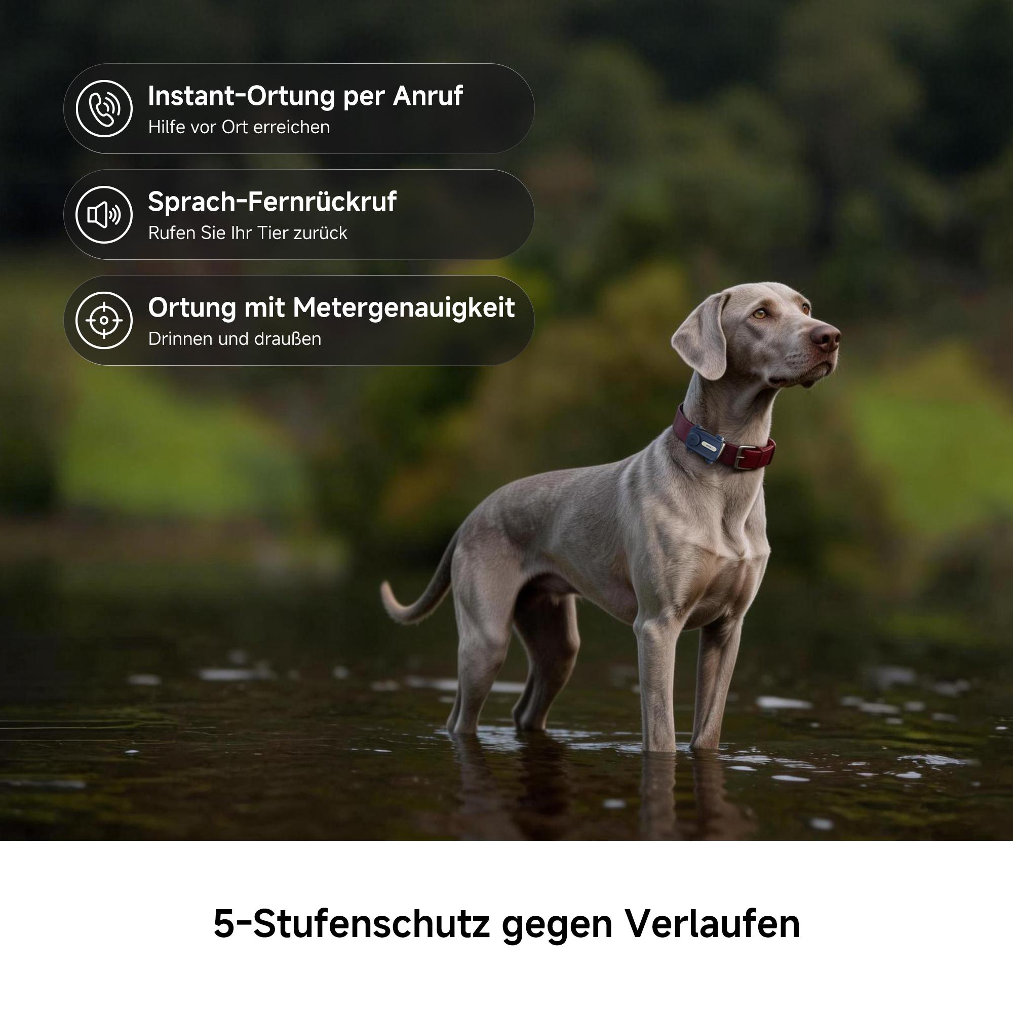 Ein grauer Hund mit rotem Halsband steht im flachen Wasser vor grüner Natur und Textgrafiken.
