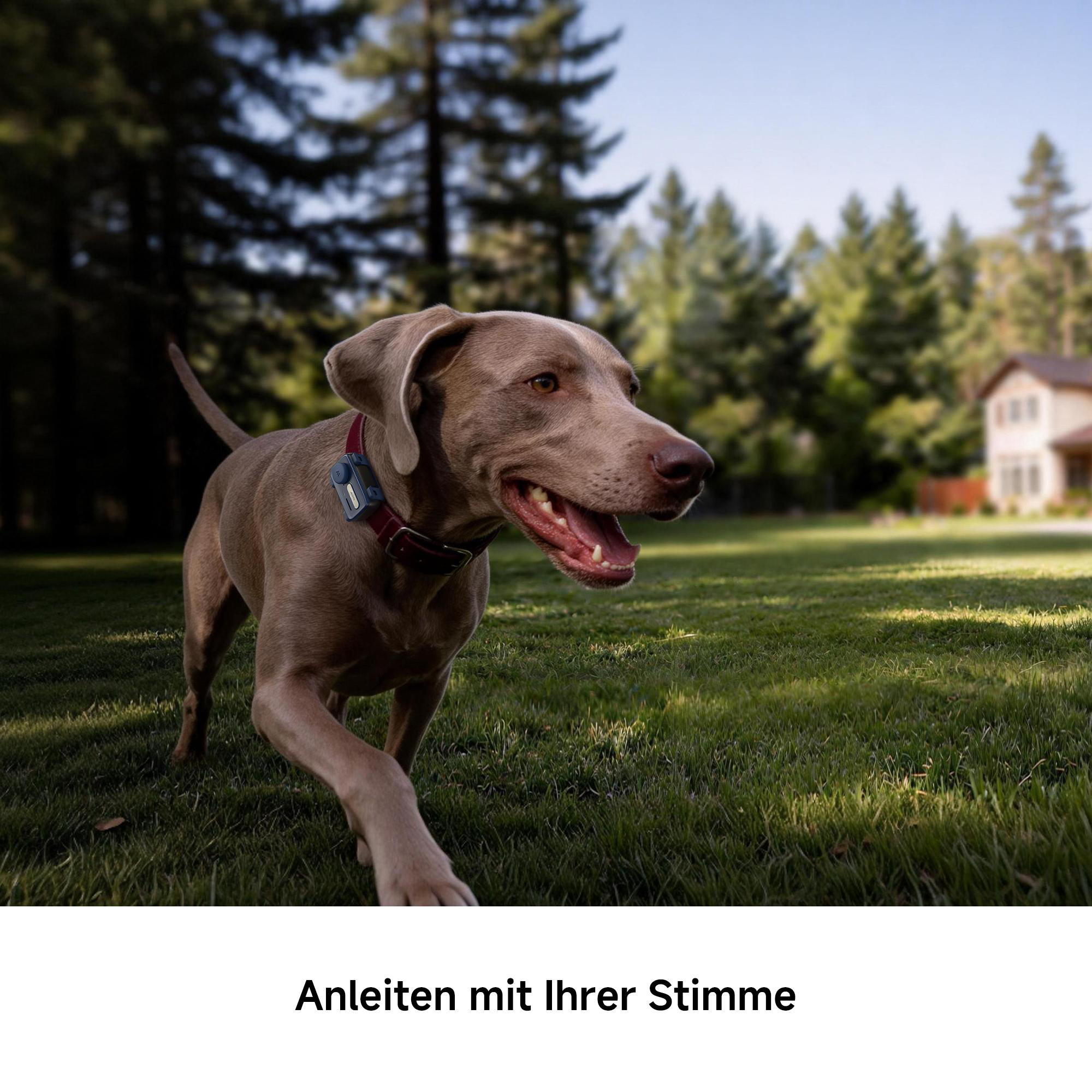 Ein brauner Hund mit Halsband läuft auf einer grünen Wiese im Sonnenschein.