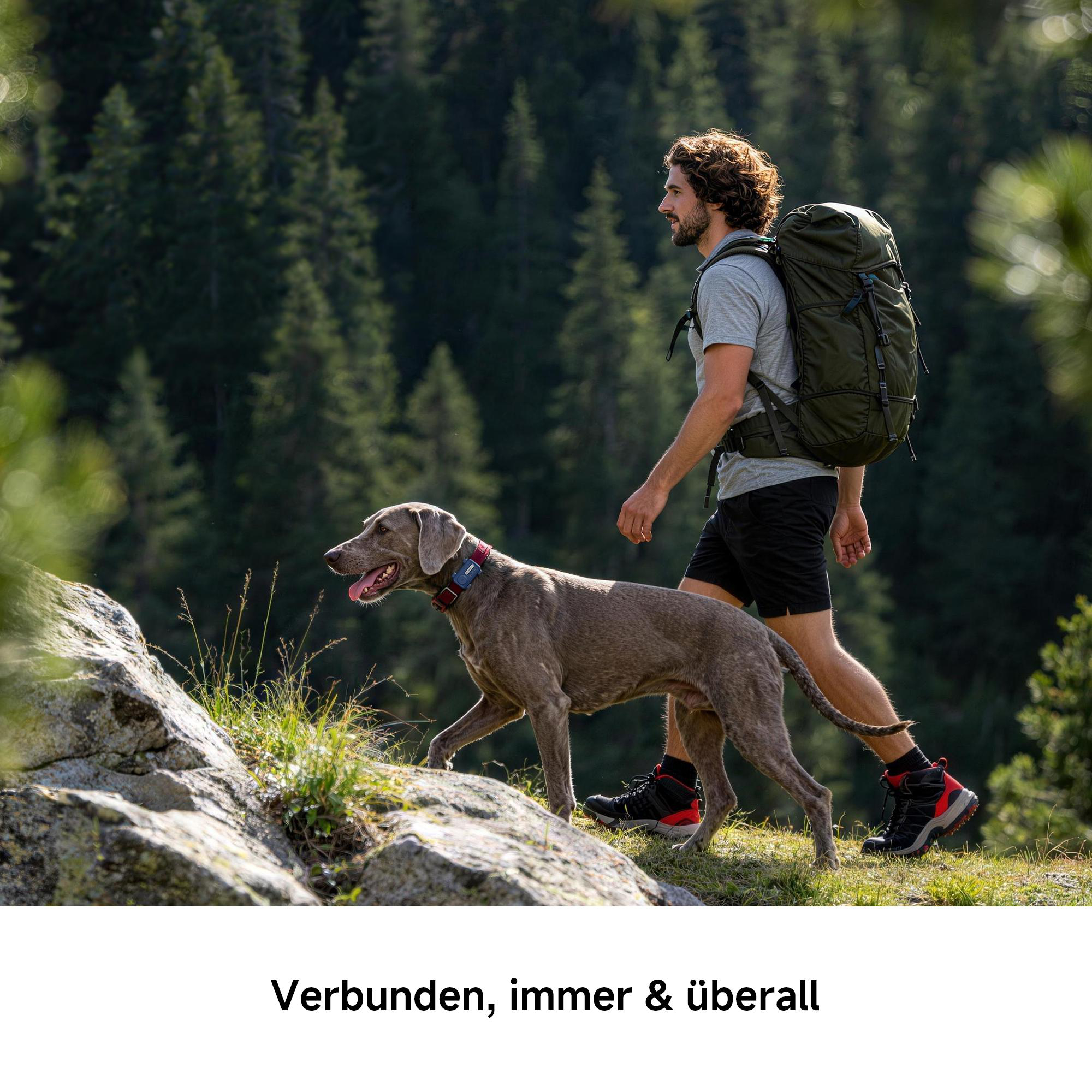 Wanderer mit großem Rucksack geht mit Weimaraner-Hund auf einem Waldweg in den Bergen.