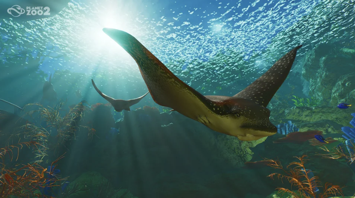 Ein gefleckter Adlerrochen schwimmt unter Wasser in der Sonne, umgeben von Korallen.